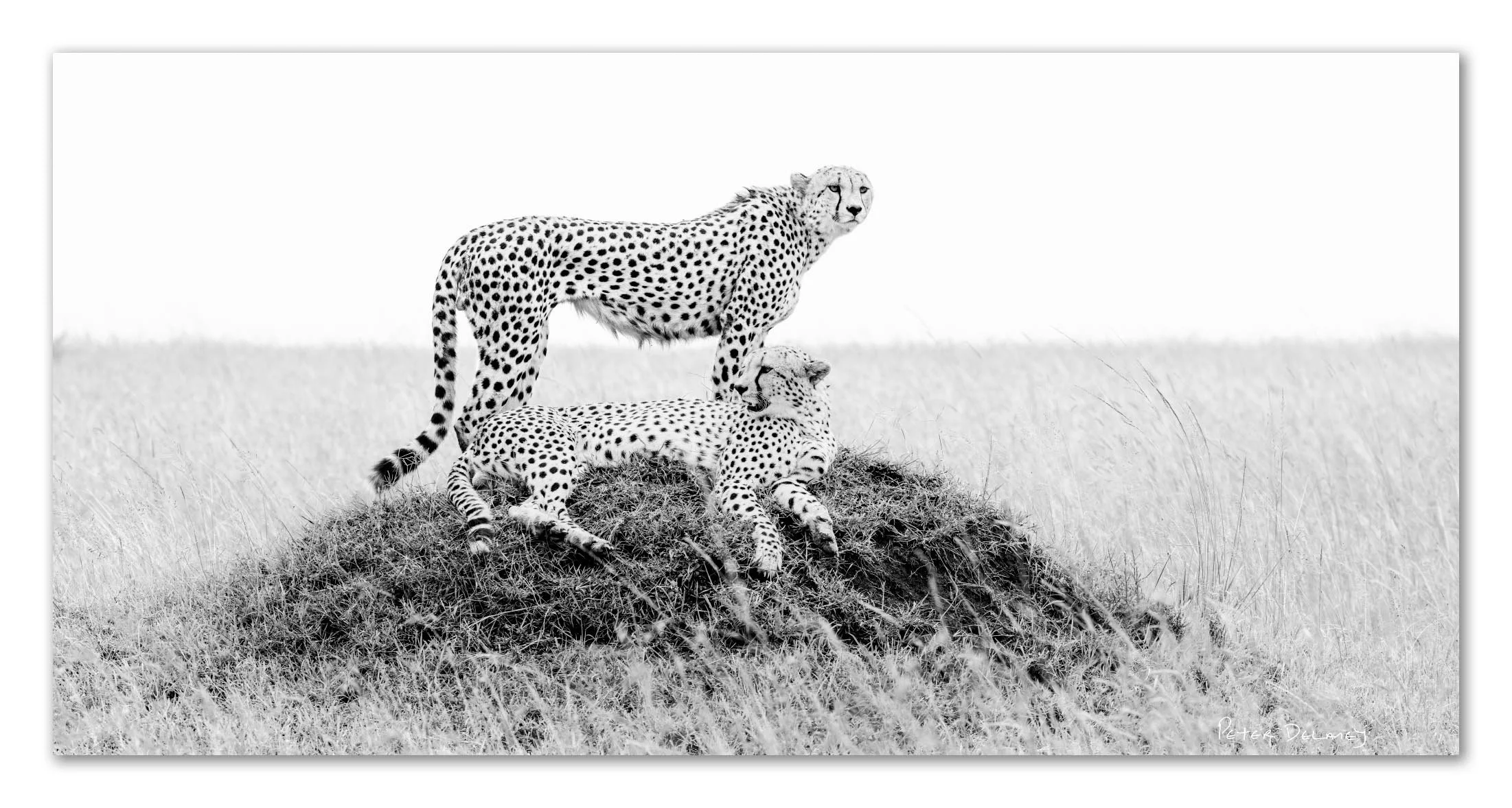 The Big Cat Collection