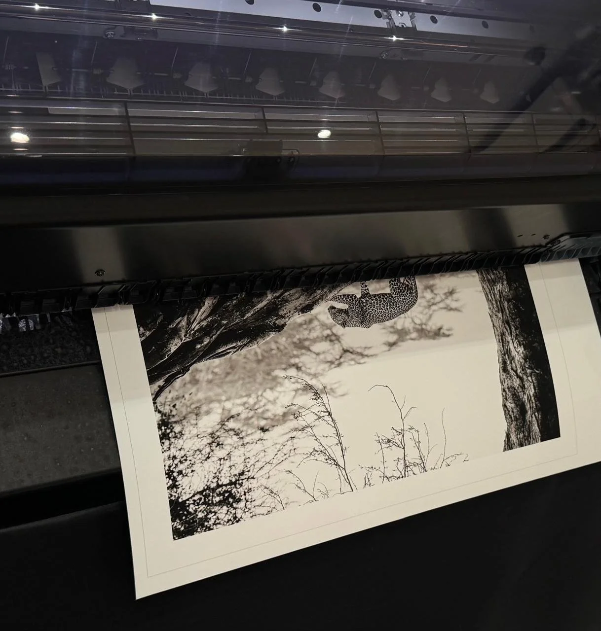 Fever Tree Leopard Printing