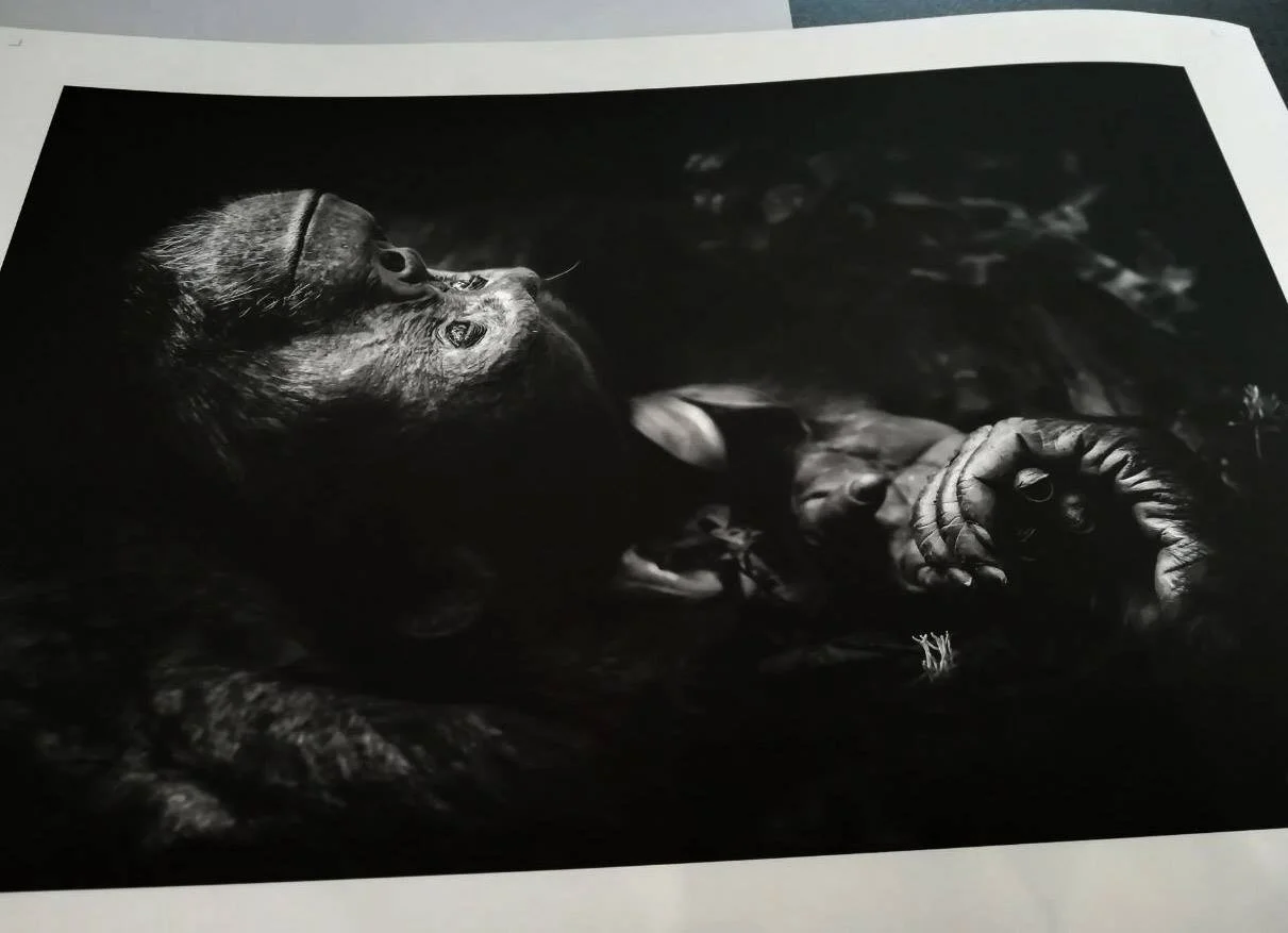 Contemplation | Archival Fine Art Print on Hahnemühle Photo Rag