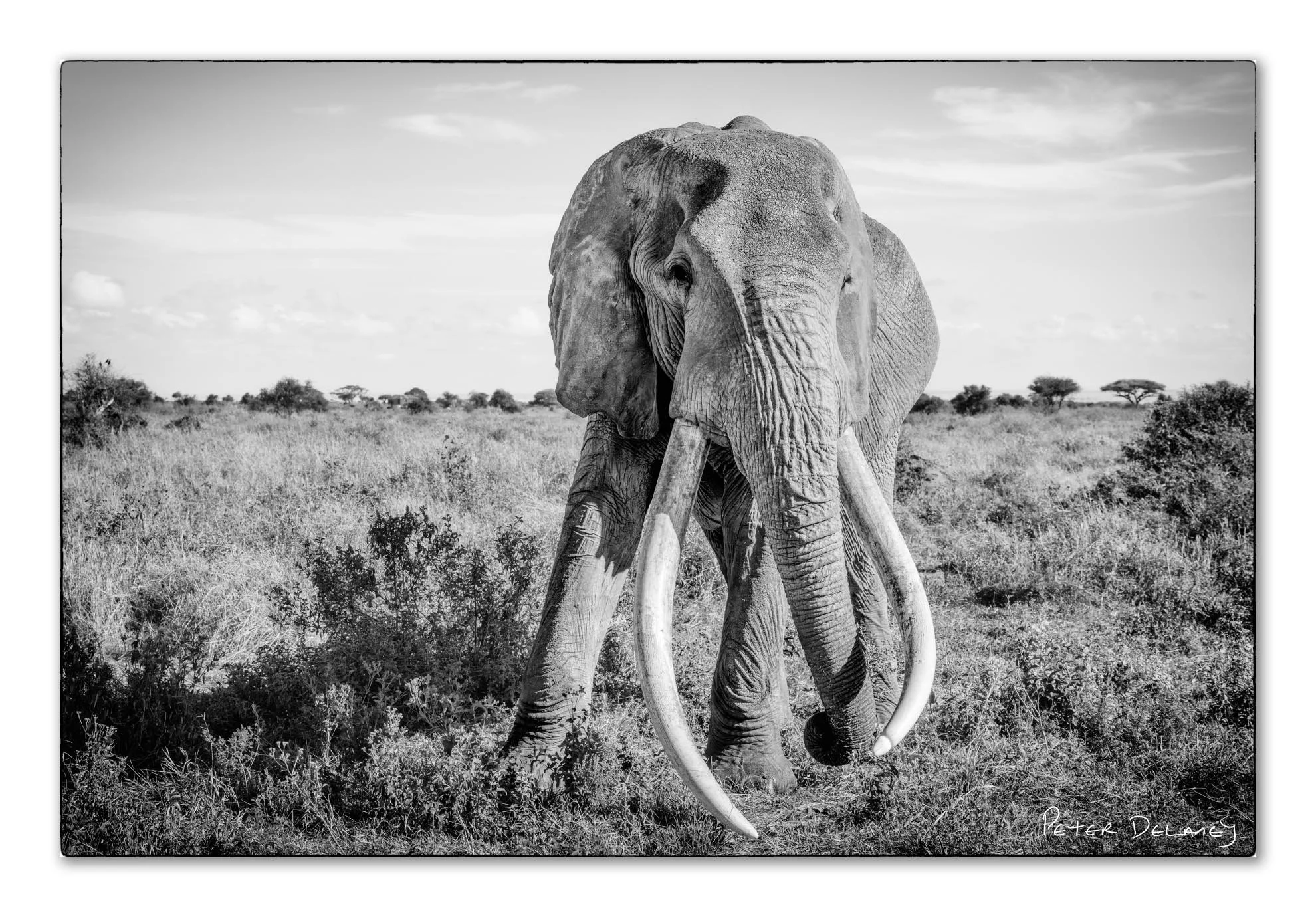 What Is a Tusker – The Majestic African Elephant Captured in Fine Art Prints.