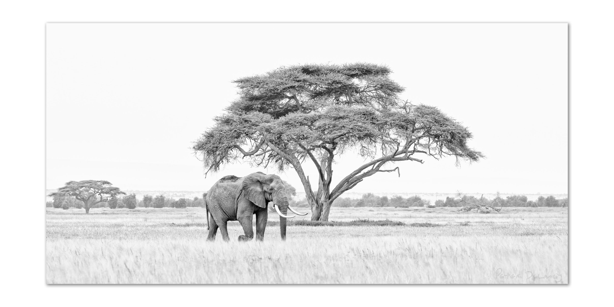 The Journey of a Young Tusker | Amboseli