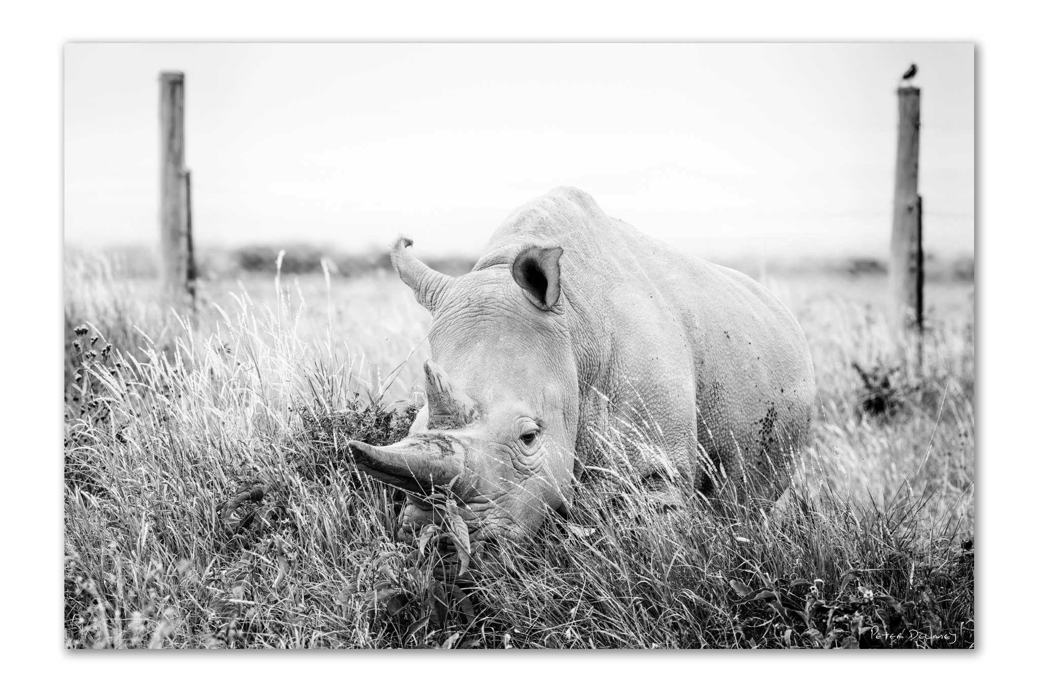 The Last Northern White Rhinos