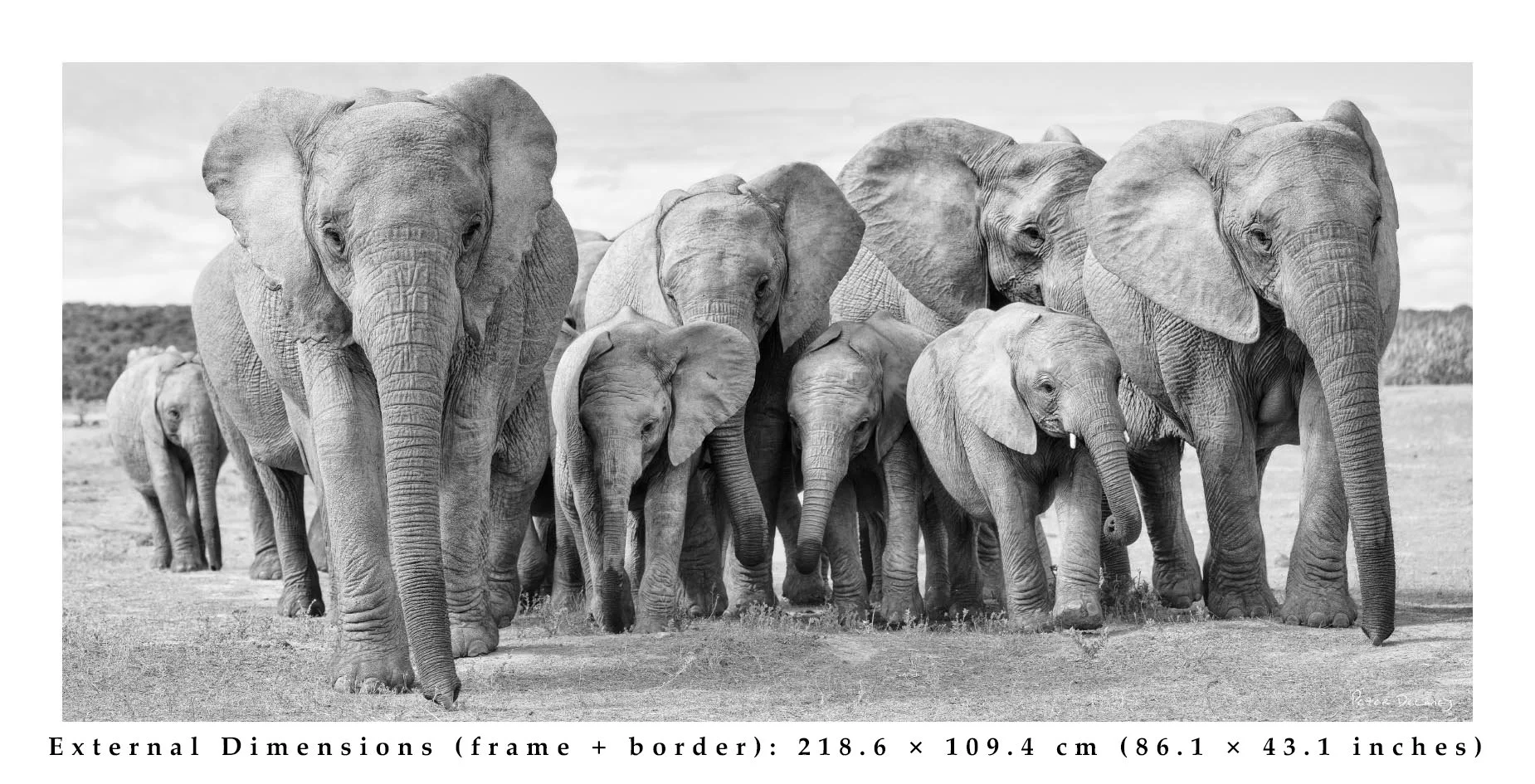 Elephant-Family-Ubuntu-version-2.14-Diane-2025.jpg