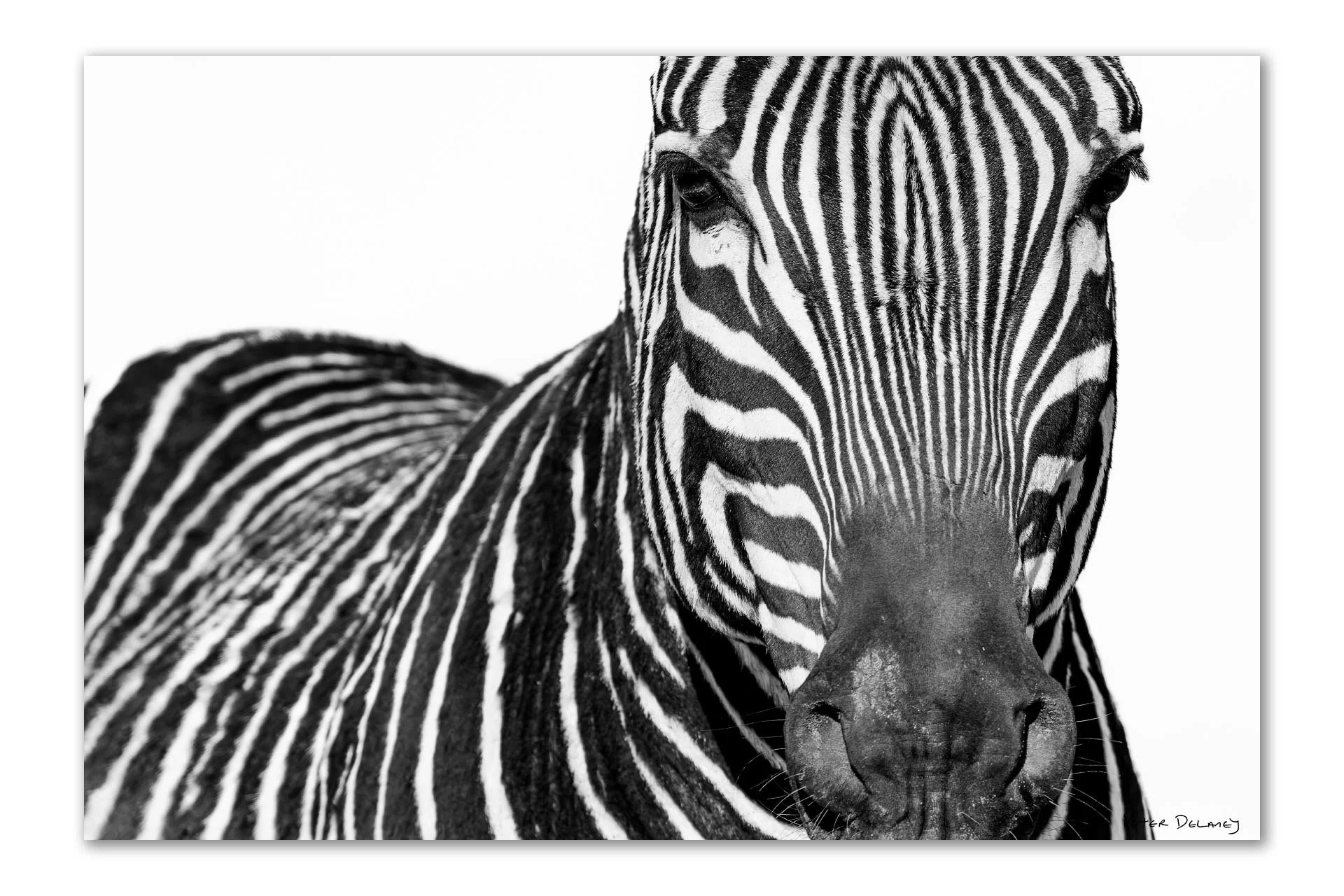 Close-up black and white zebra portrait, sharp eye and lashes in focus, stripes fading softly into the background.