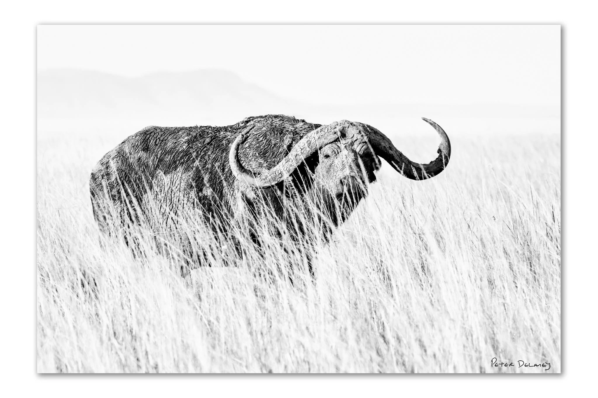 Why Collectors Love Buffalo &amp; Rhino Fine Art Photography