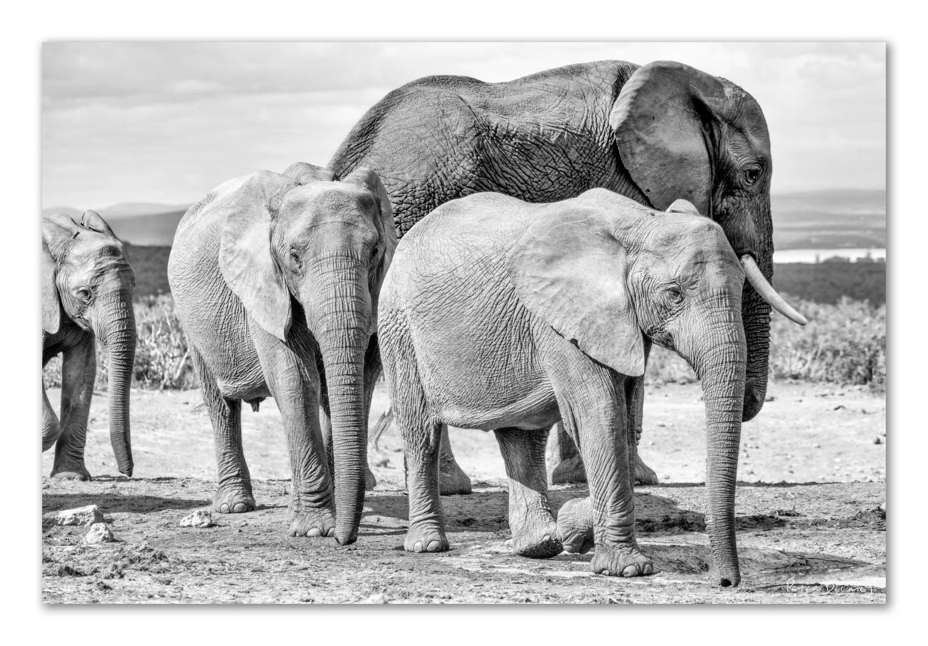 Black and white fine art print of three tuskless female elephants walking diagonally in Addo Elephant National Park, South Africa, with a large tusked bull standing behind them and distant fynbos-covered hills in the background