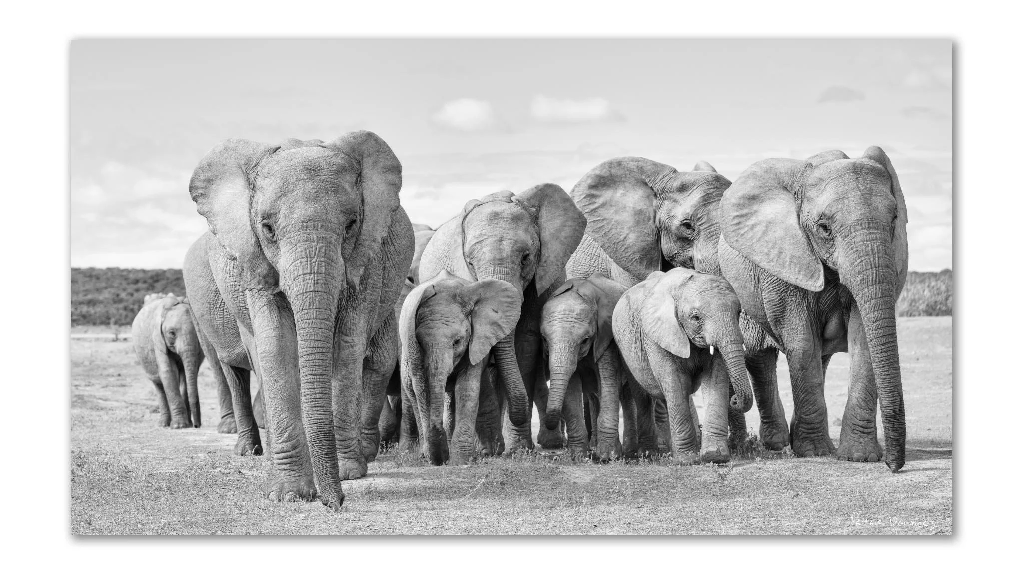 Elevate Your Space with Elephant Prints Wall Art