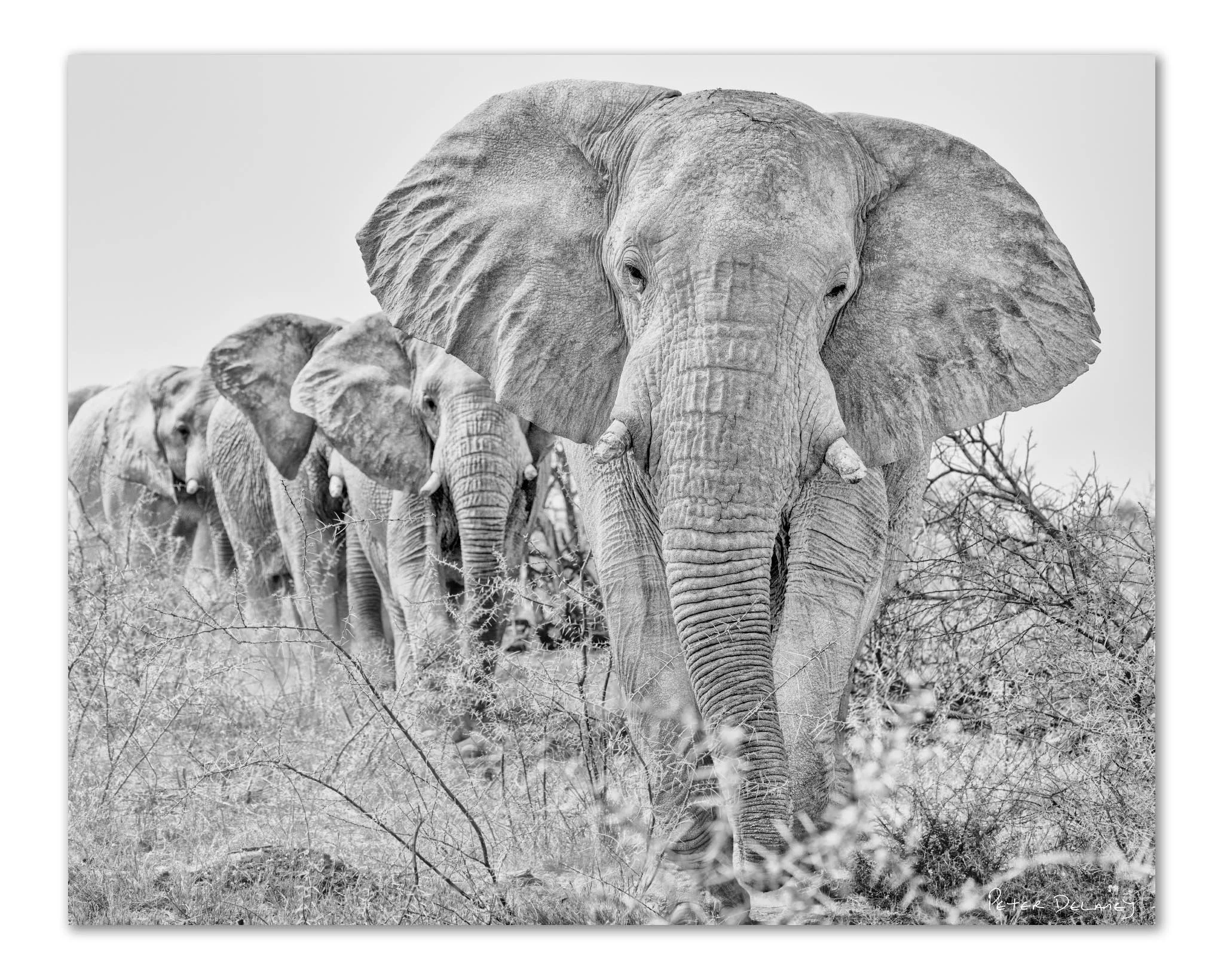 Grey Ghosts of Etosha: African Elephants Sculpted by Dust and Time