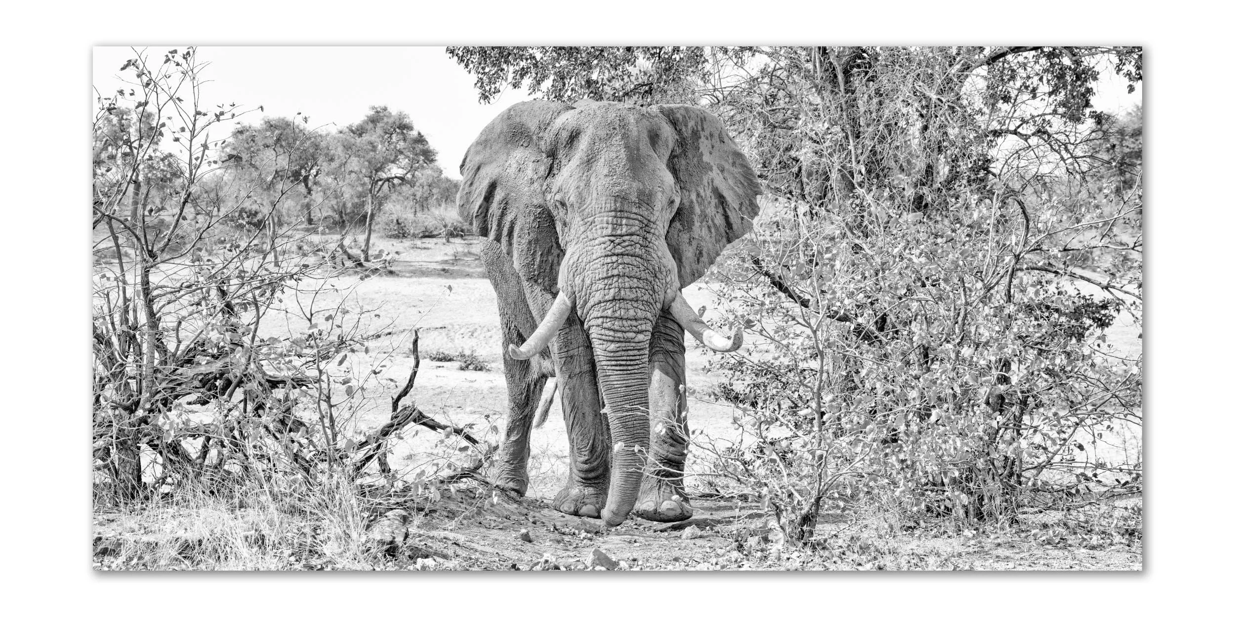 In Search of Baobabs and Tuskers