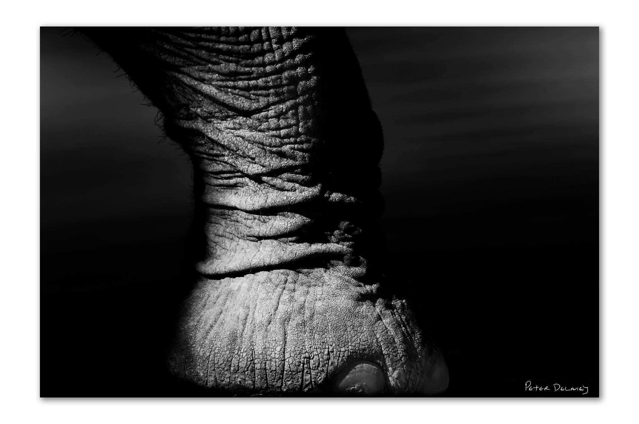 Big Foot .jpg