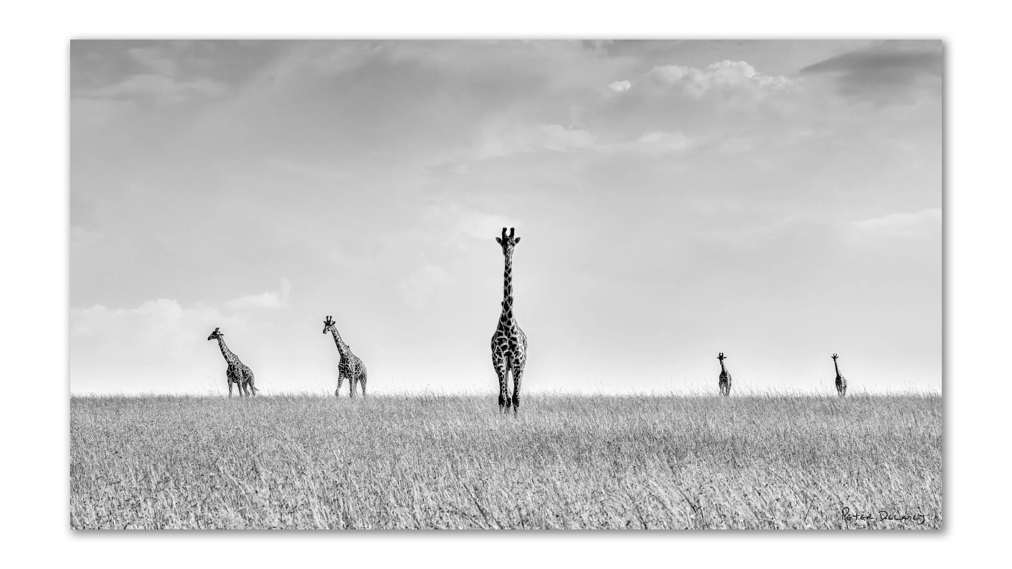 Giraffes