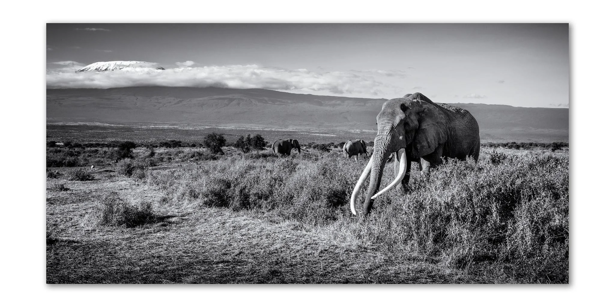 Black and white photo of an African landscape with a large elephant in the foreground and three smaller elephants in the background, with mountain in the distance.