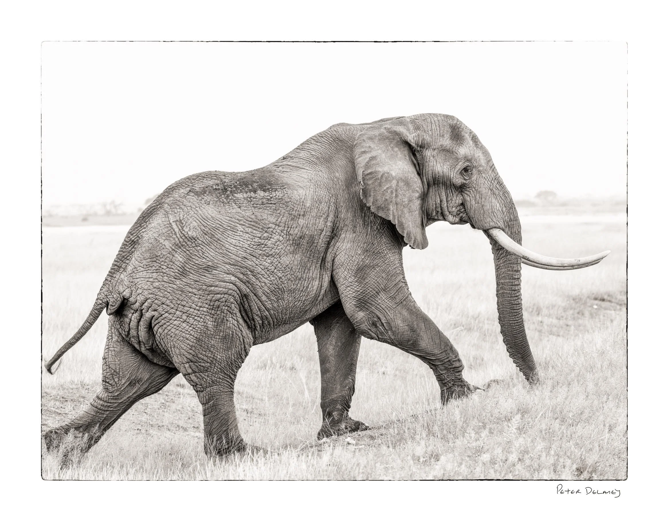 Why Black and White African Wildlife Art Brings Africa Home