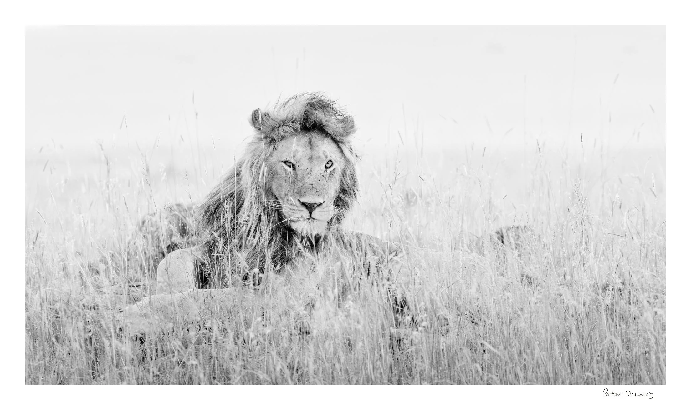 Black and white fine art print of a male lion staring into the lens in the rain, Eye to Eye, The Serengeti Boys by Peter Delaney