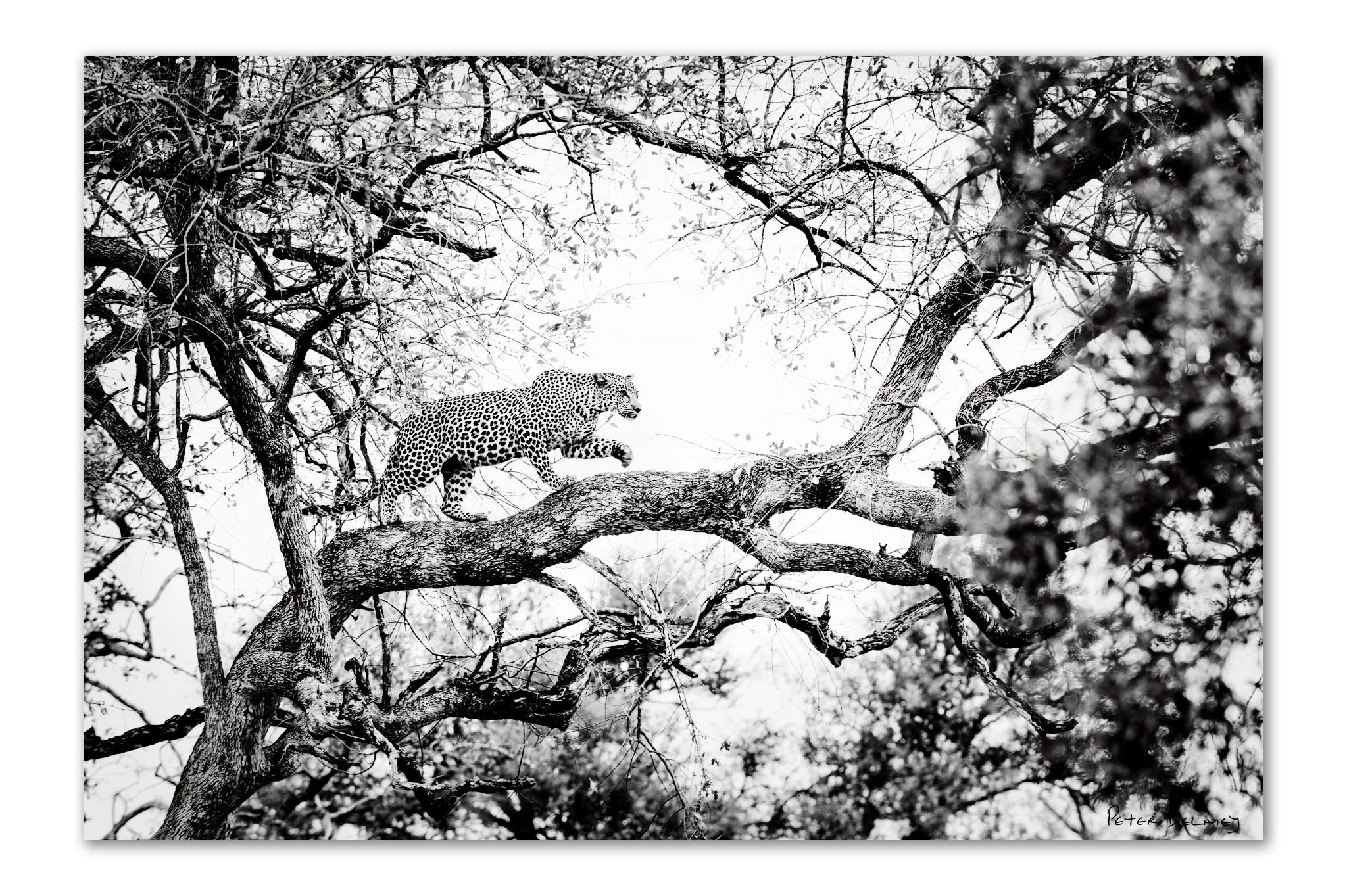 Leopard On The Prowl