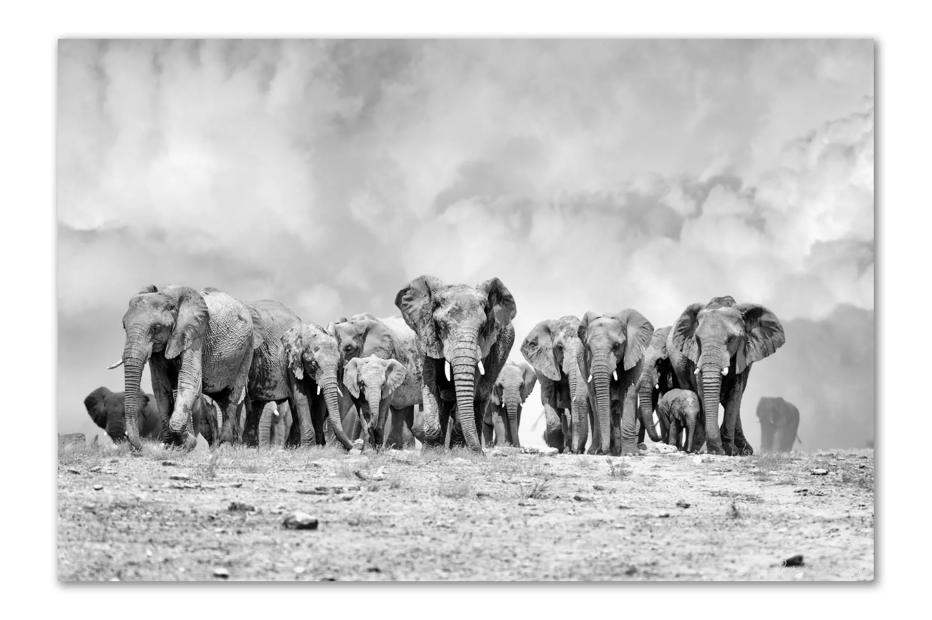 Elephant Ridge