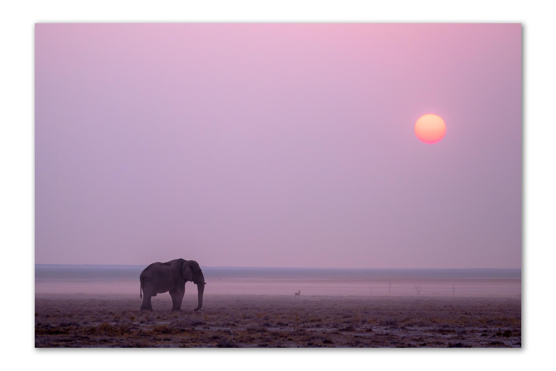 Why I Only Have Two Colour Elephant Prints
