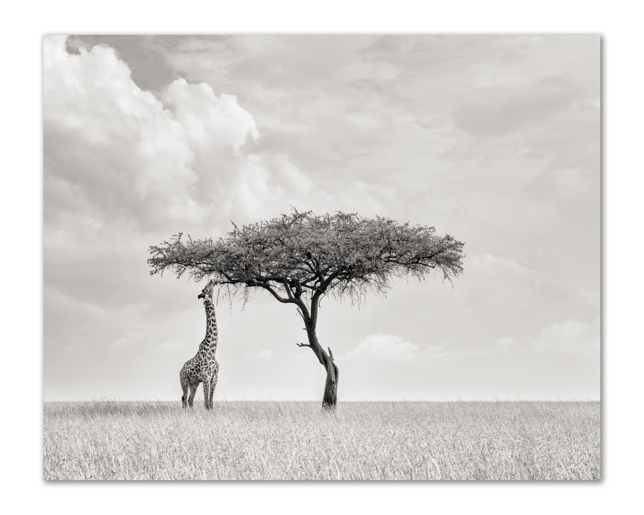 Giraffe feeding on acacia leaves, Mara Triangle Kenya — black and white African wildlife art print by Peter Delaney