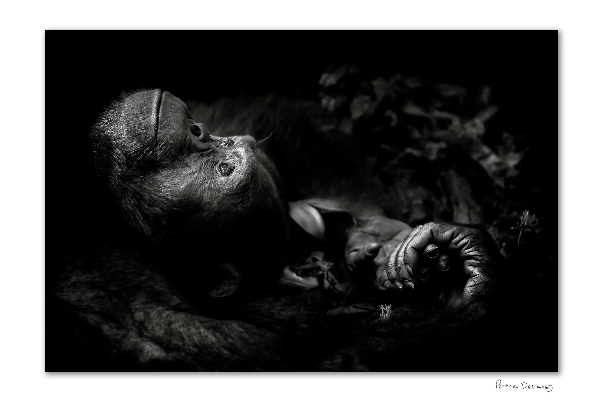 Chimpanzee Dreaming 