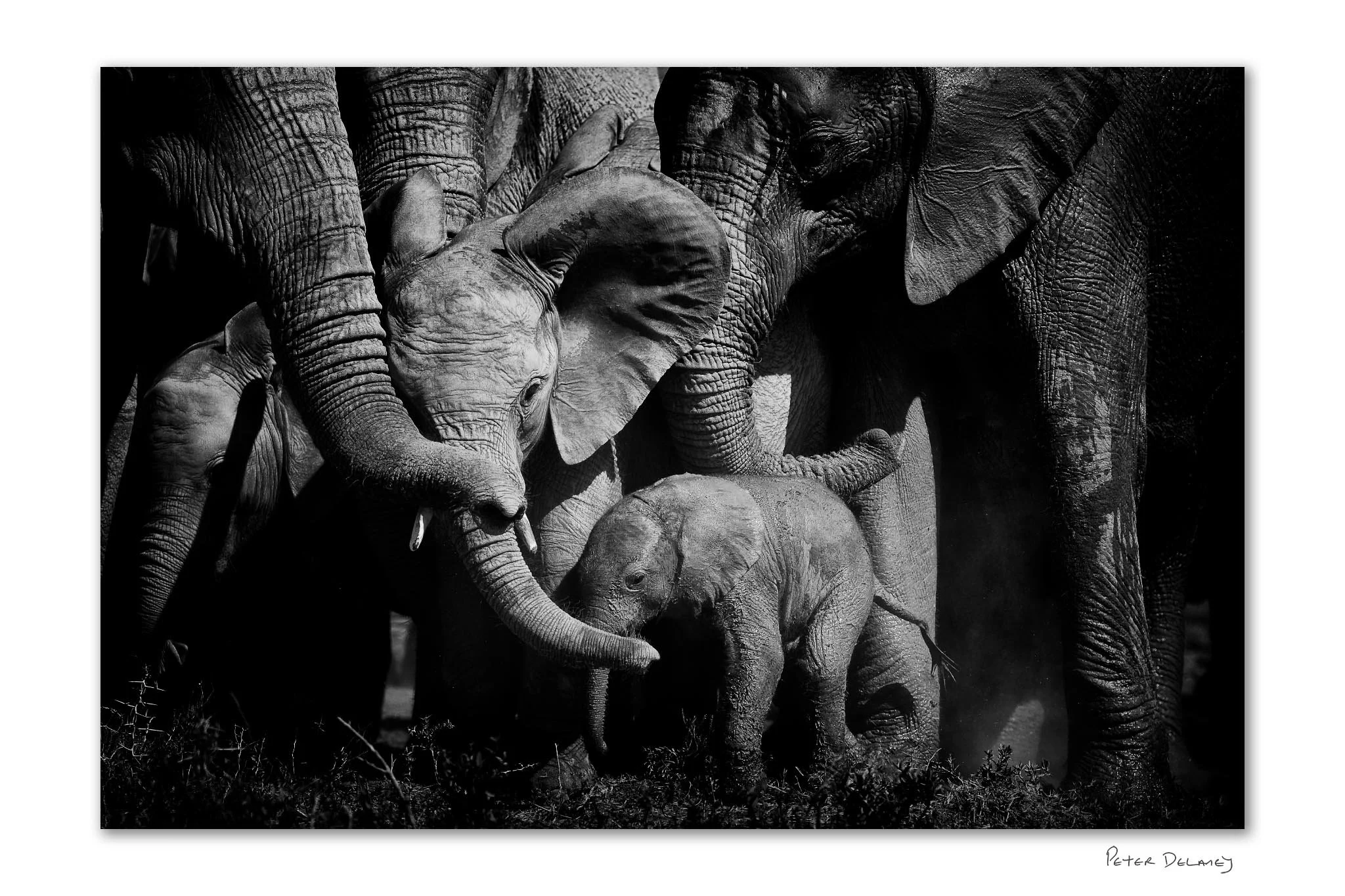 A herd of elephants walking on the ground under a cloudy sky in black and white.