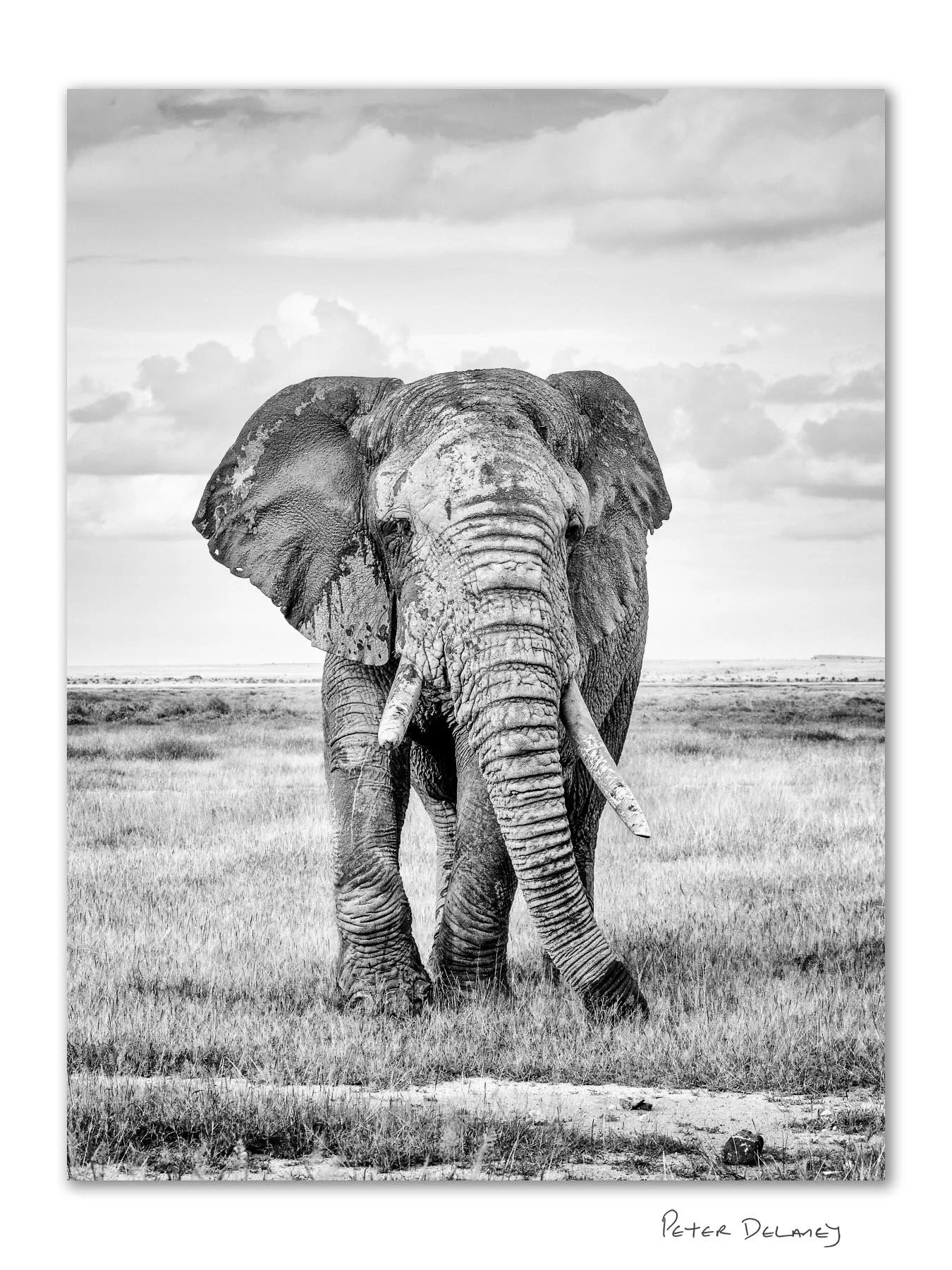 Old Tusker Amboseli