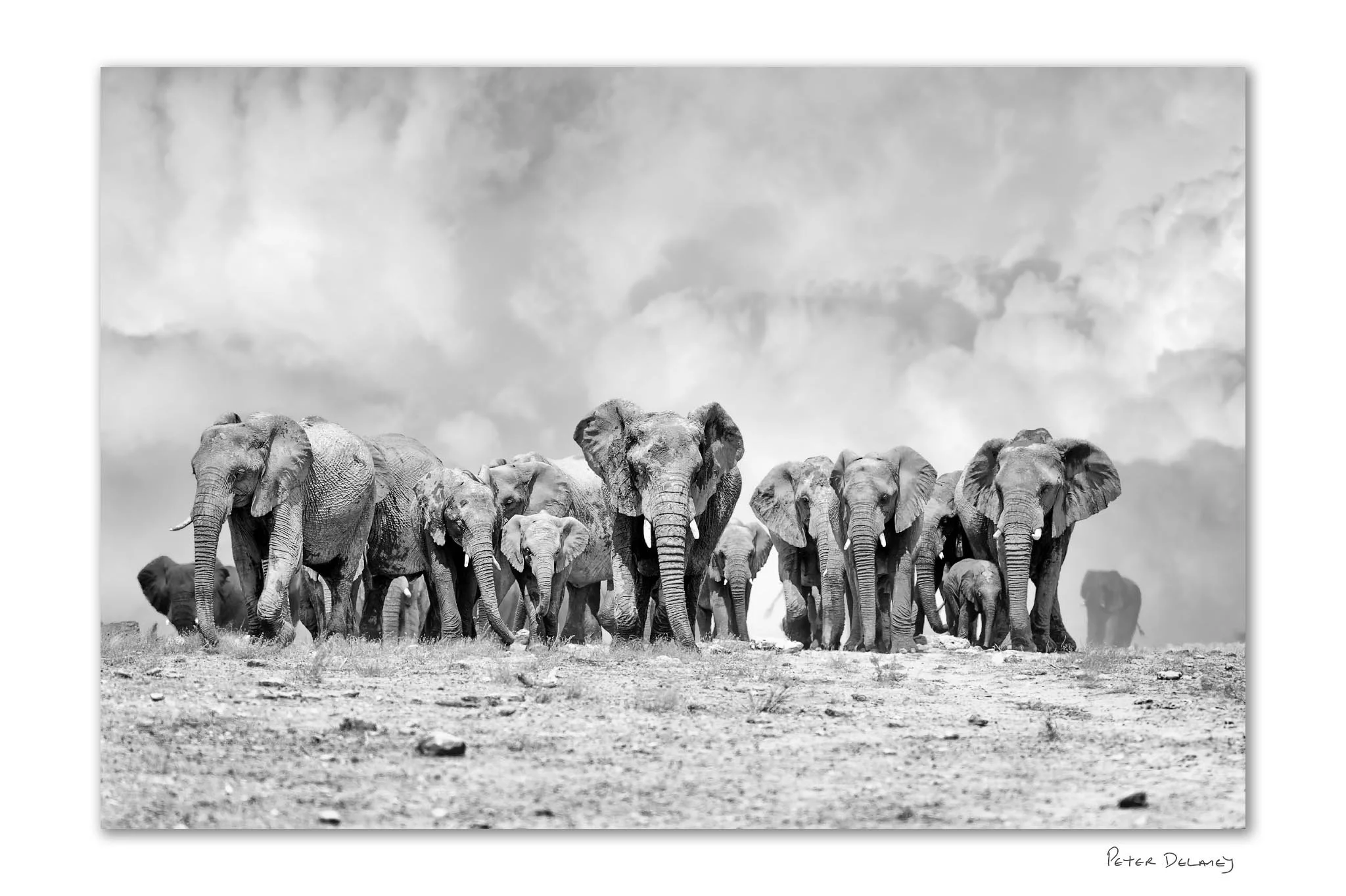 Elephant Ridge 