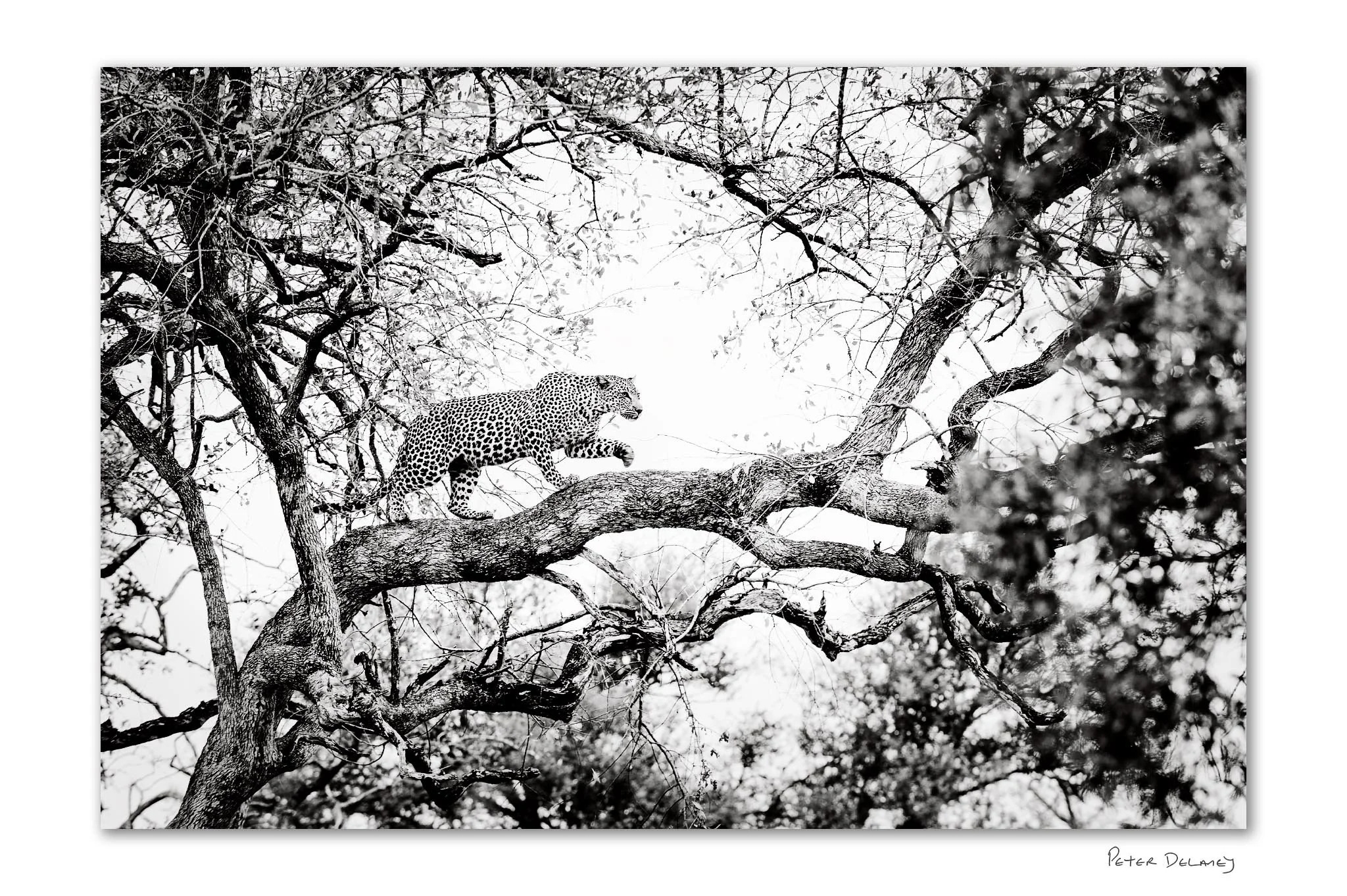 Leopard On The Prowl