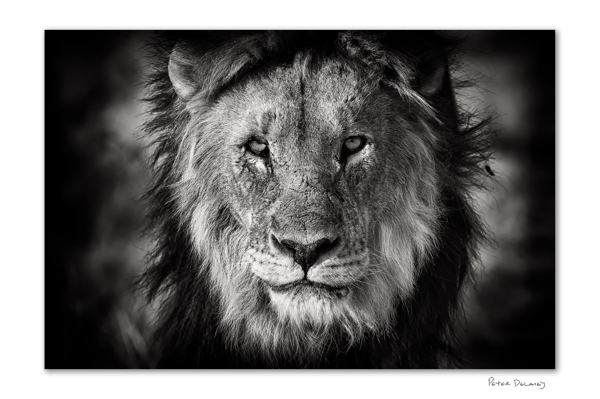Heart Of Darkness |Black-maned Lion | Collector's Edition