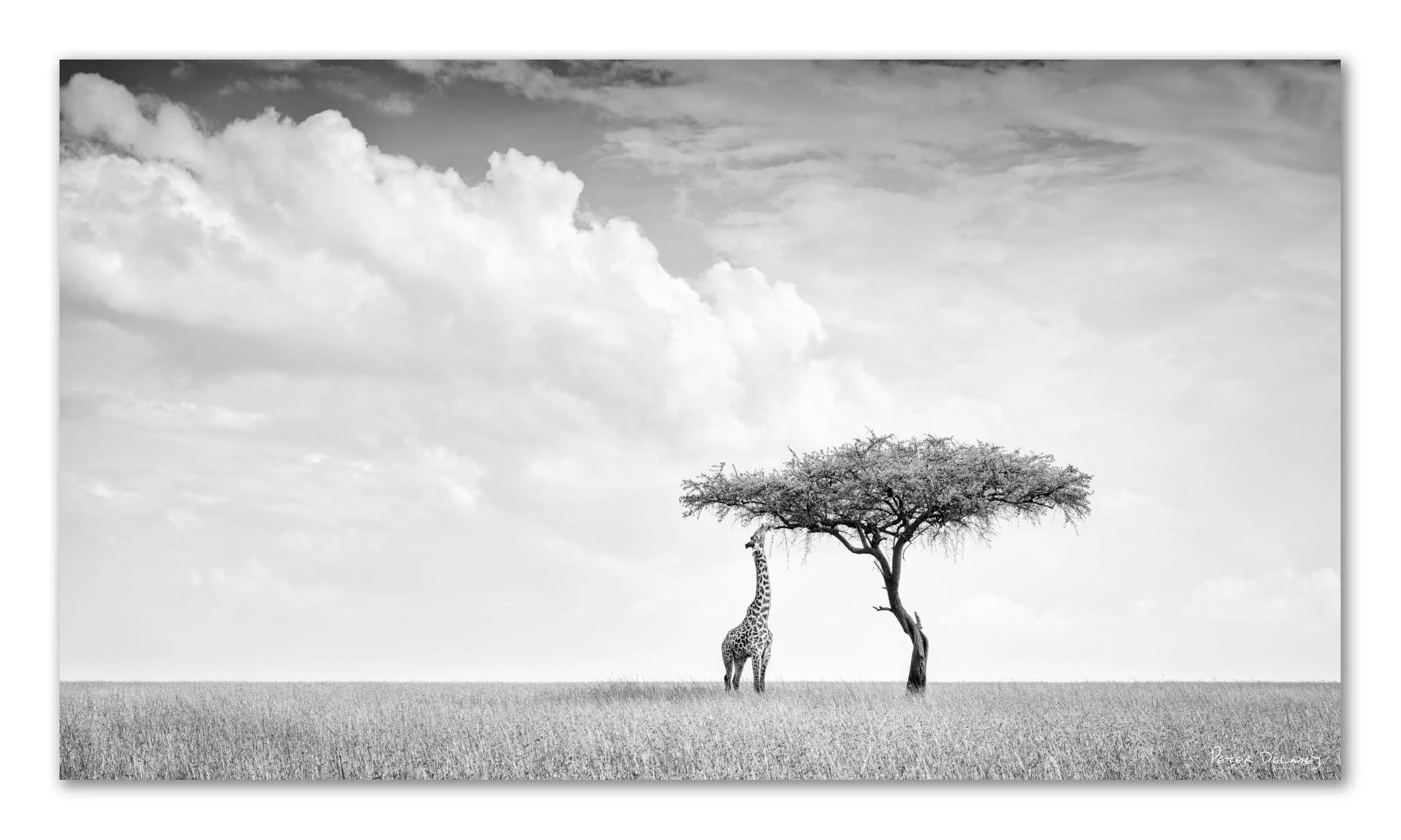 Camelopard Panoramic