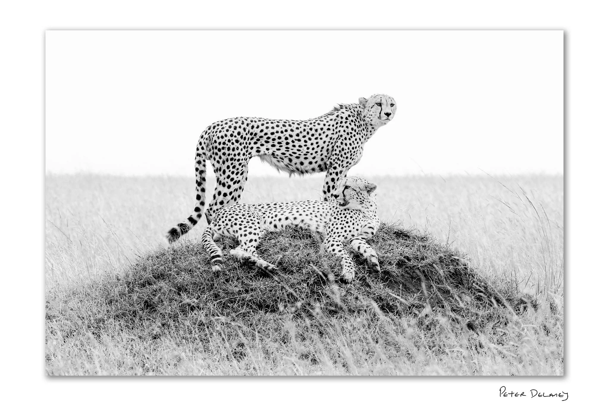 Cheetah Brothers Ruka and Rafiki. Sons of the legendary Rosetta, perched together on a termite mound