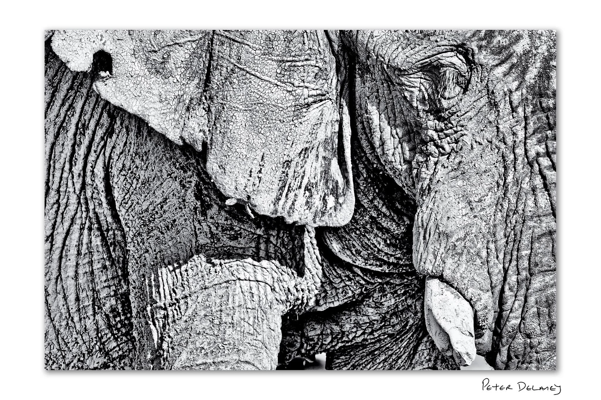 The Ancient Ghost of Etosha | An Ode to Time