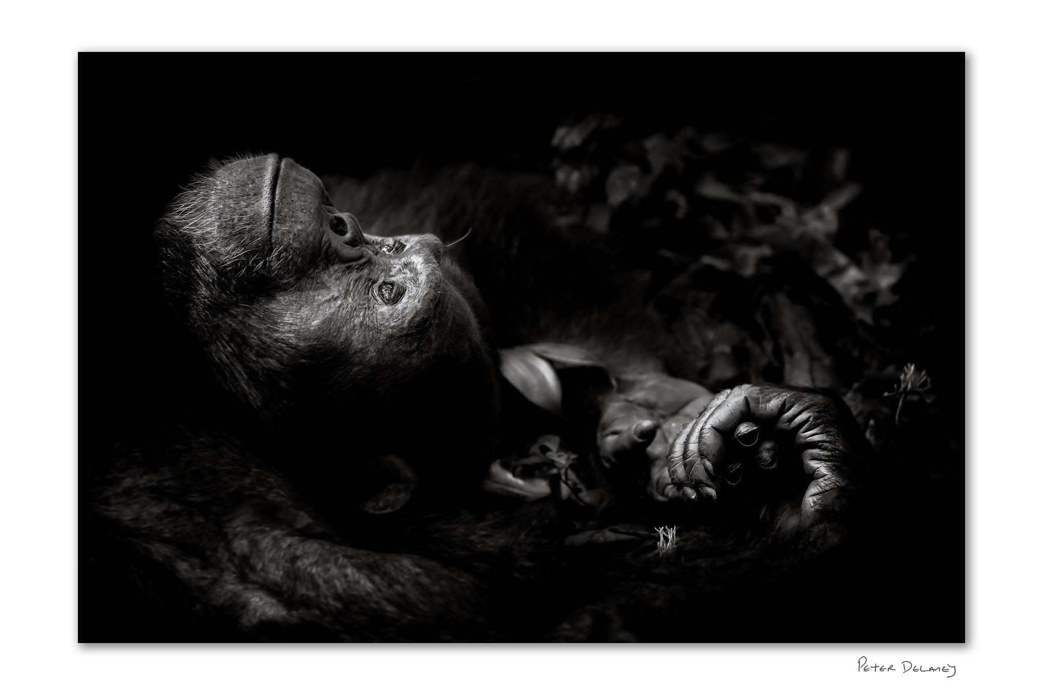 Why Did Contemplation Win Wildlife Photographer of the Year?