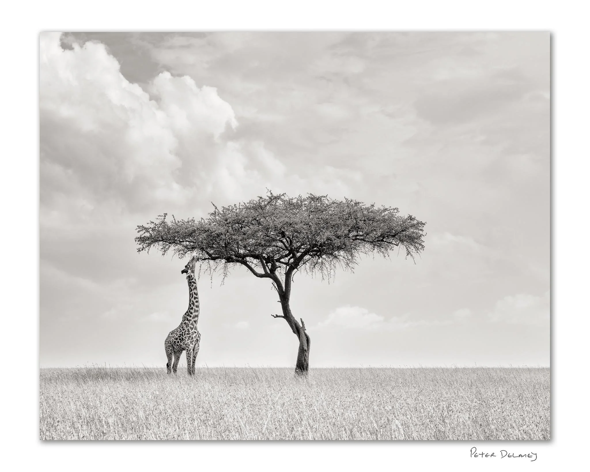 Why Camelopard Never Leaves Me | Artist Reflection