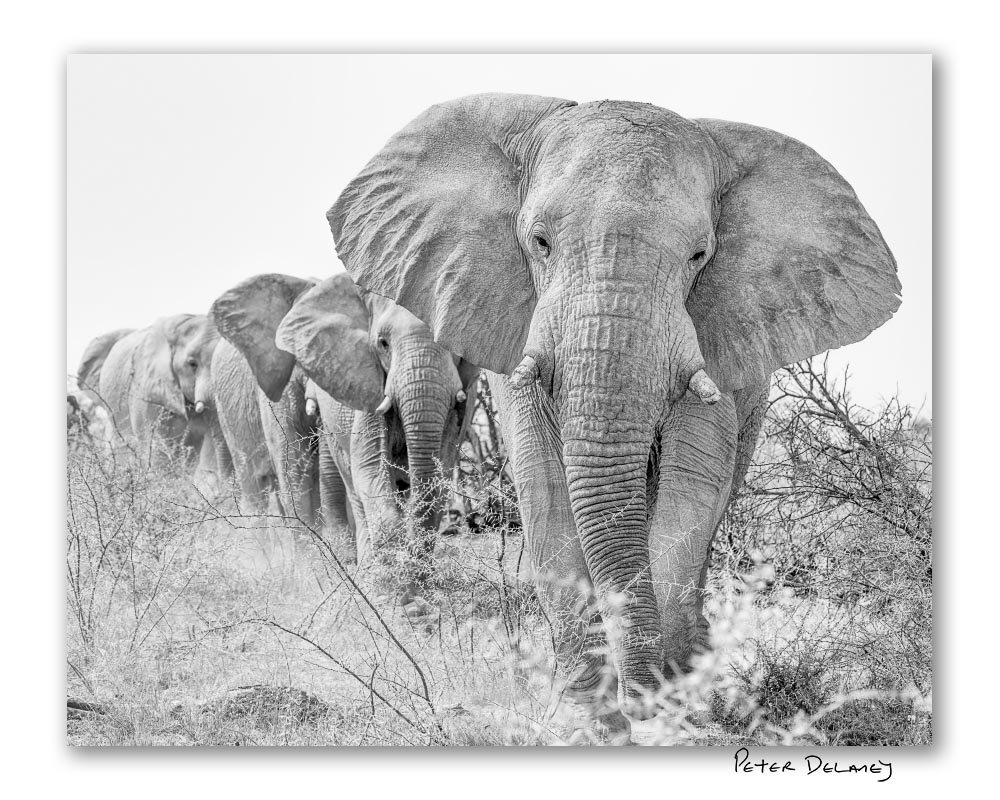 The Ghosts of Etosha Pan | Artist Reflection