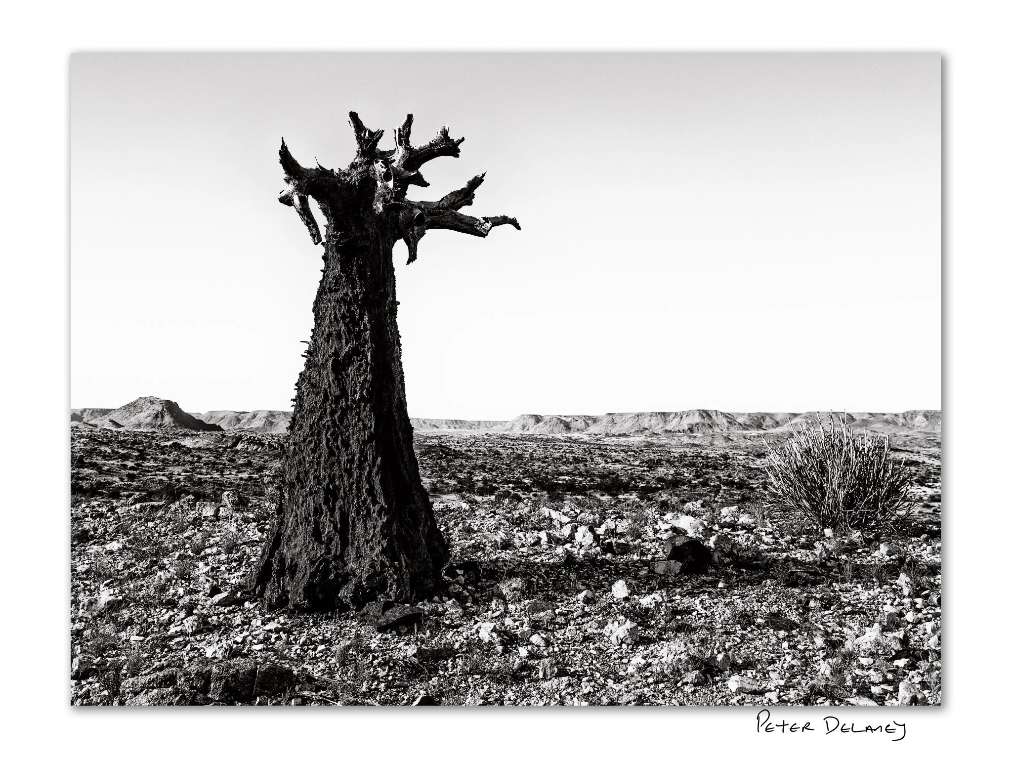 Kuchiki no Tamashii | Quiver Tree Limited Edition Fine Art Print