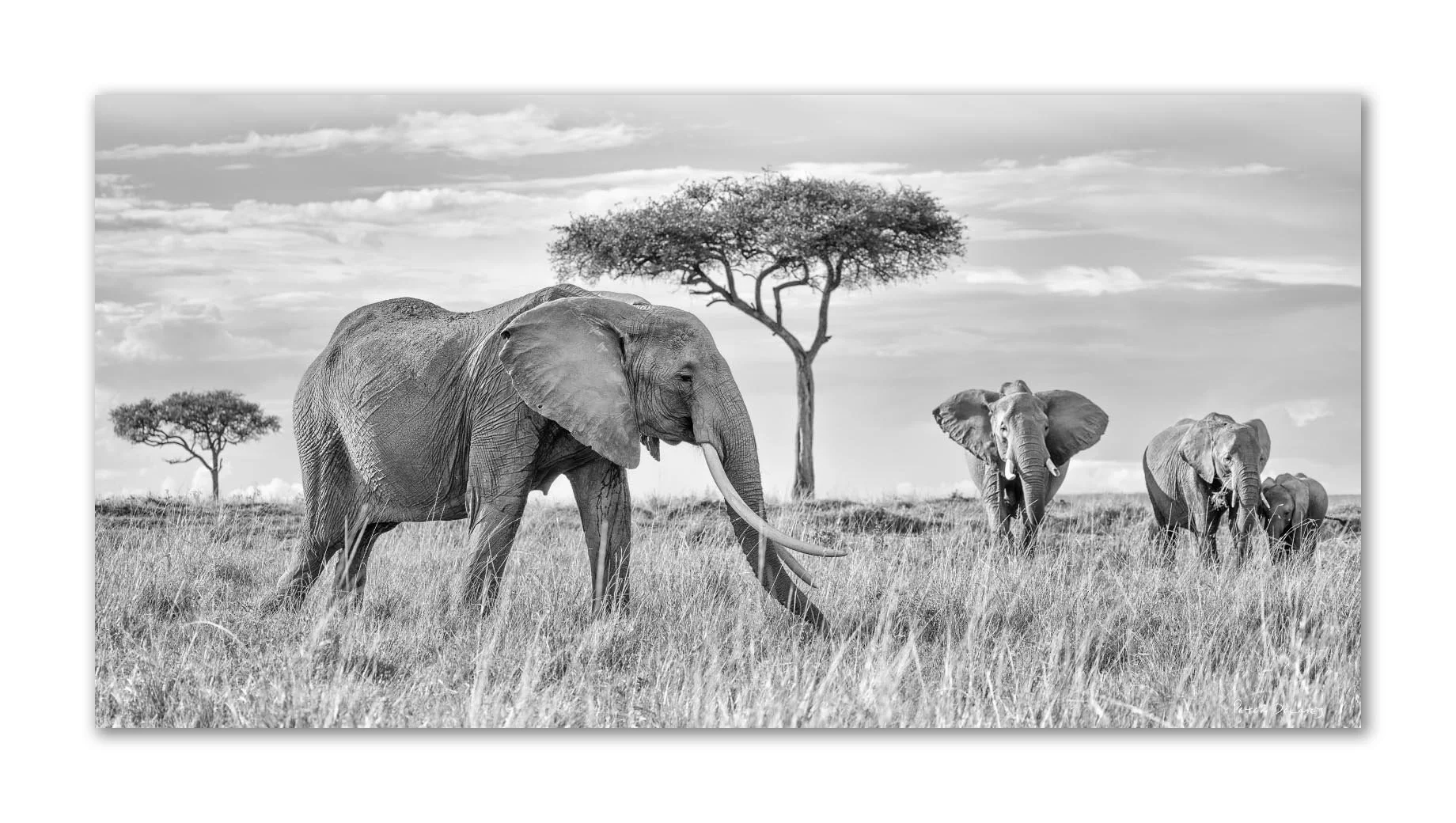 Elevate Your Space with Elephant Prints Wall Art