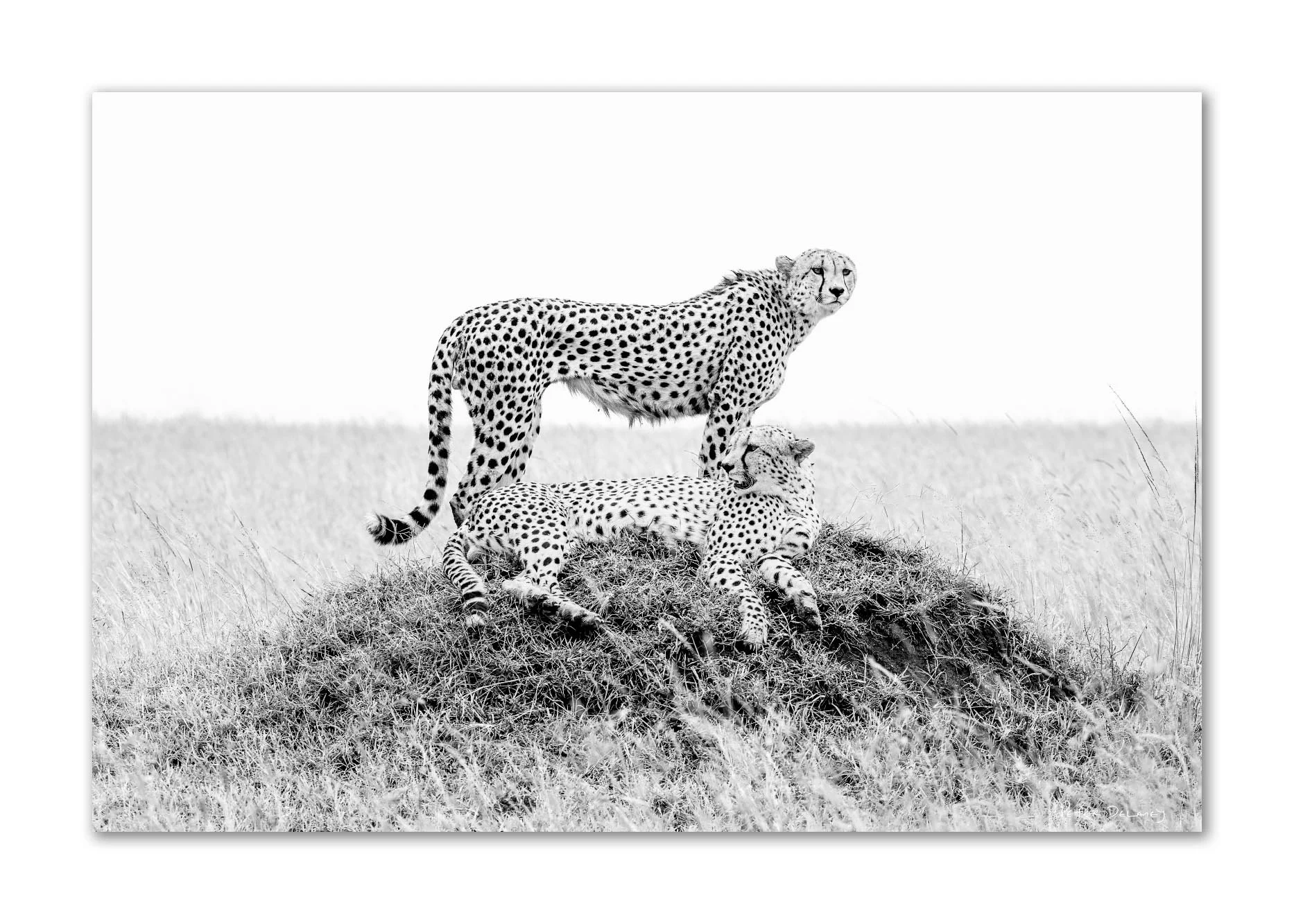 Ruka And Rafiki | Cheetahs | Canvas Prints
