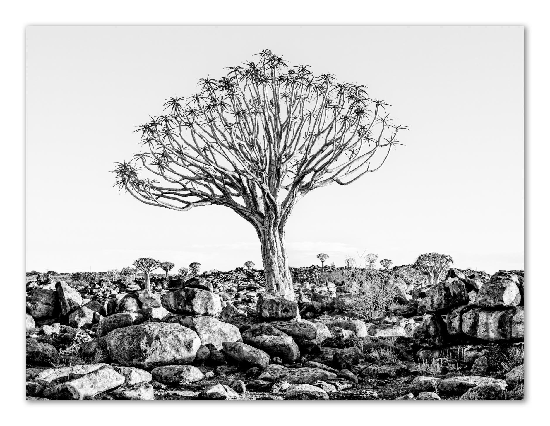 A black and white photo of a desert landscape with a single large, leafless tree atop rocky terrain and scattered smaller trees in the background.