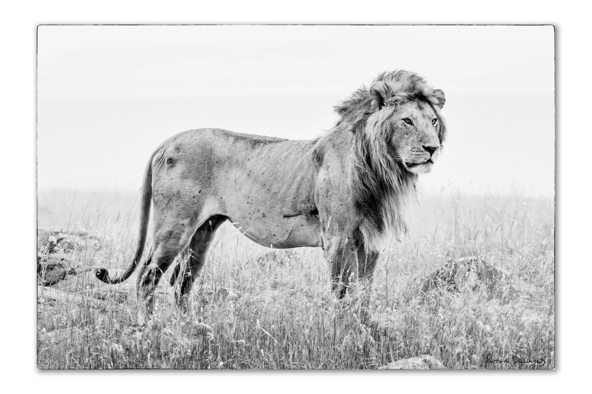 Battle-scarred Serengeti lion standing in rain and mist, Mara North — black and white African wildlife art print by Peter Delaney