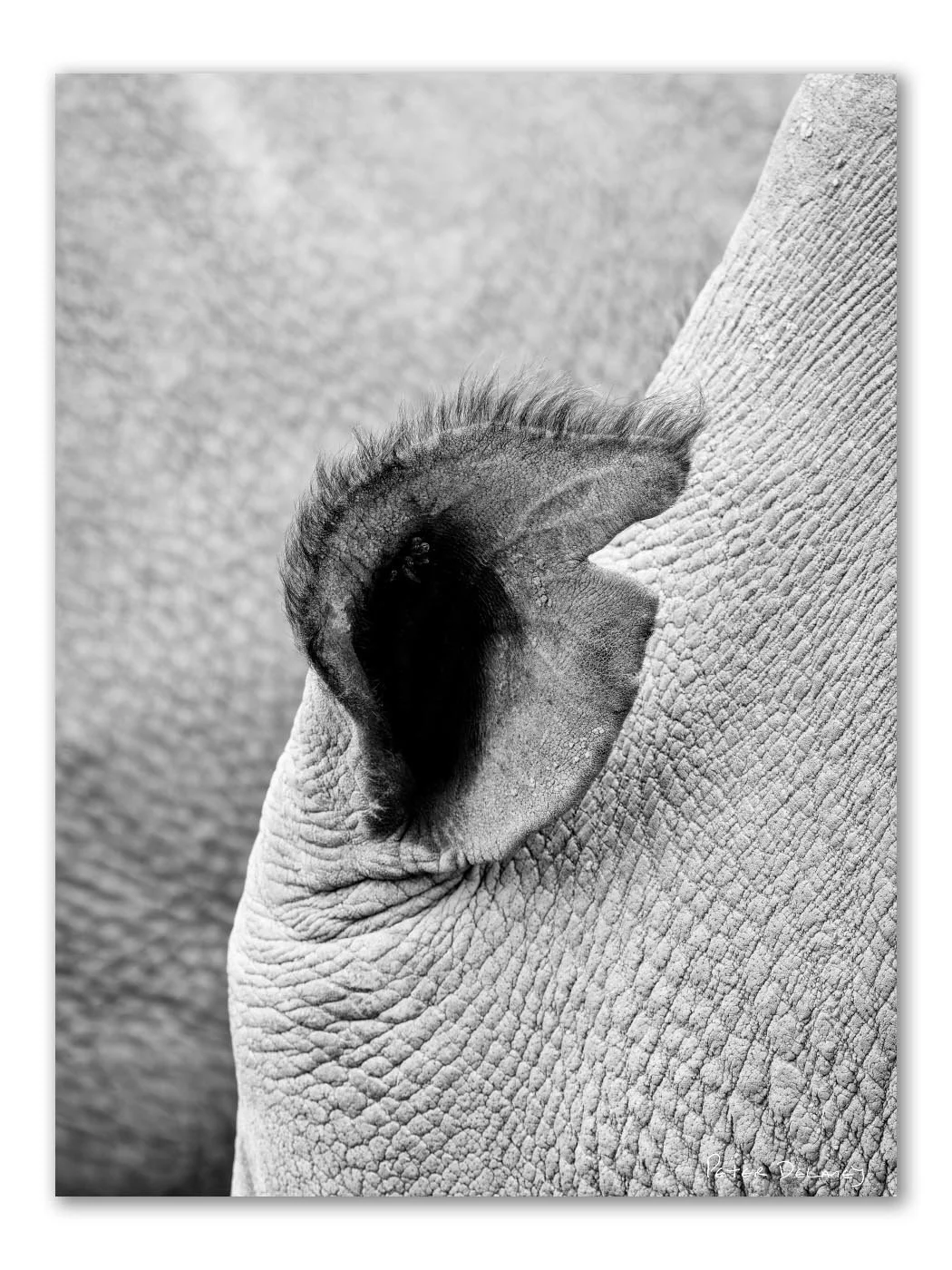 Najin | Northern White Rhino Ear | Unframed Fine Art Print