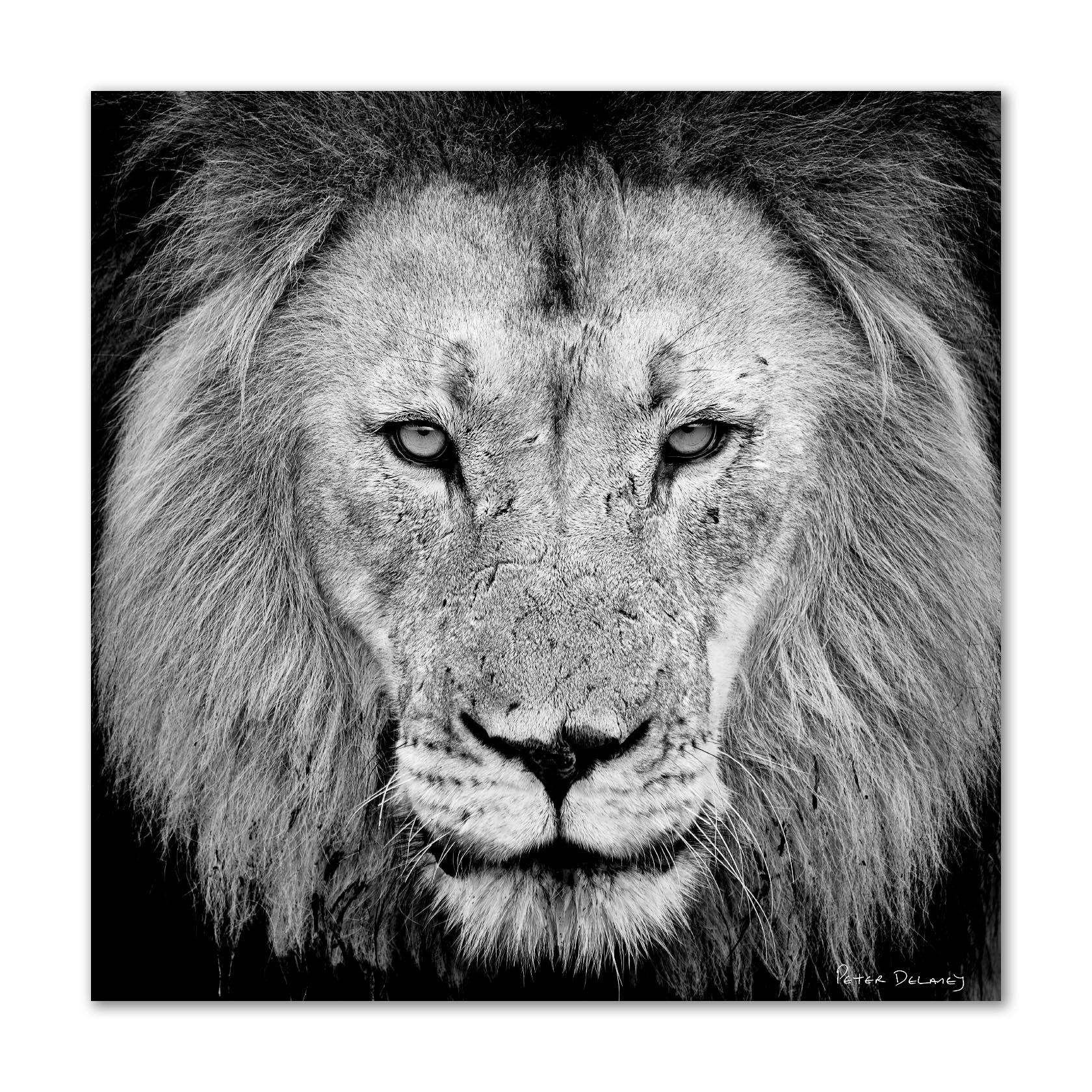 Close-up black and white photograph of a lion's face, showing its eyes, nose, and detailed mane.