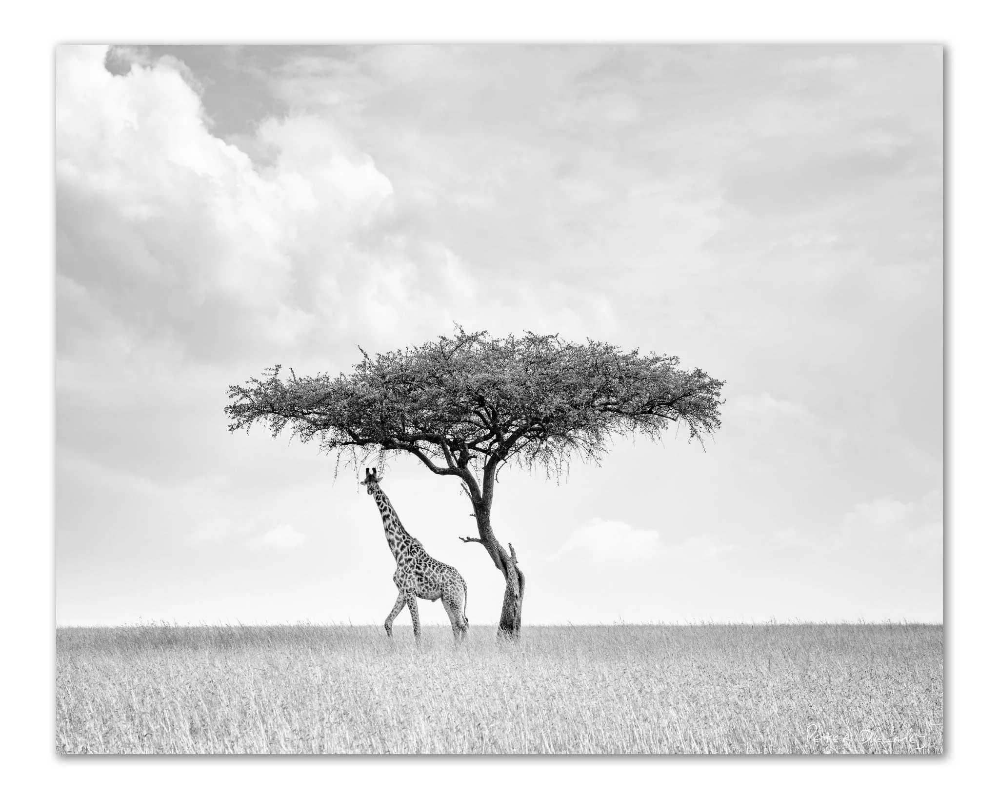 Camelopard Triptych — black and white giraffe acrylic print from the Masai Mara, Kenya, by Peter Delaney