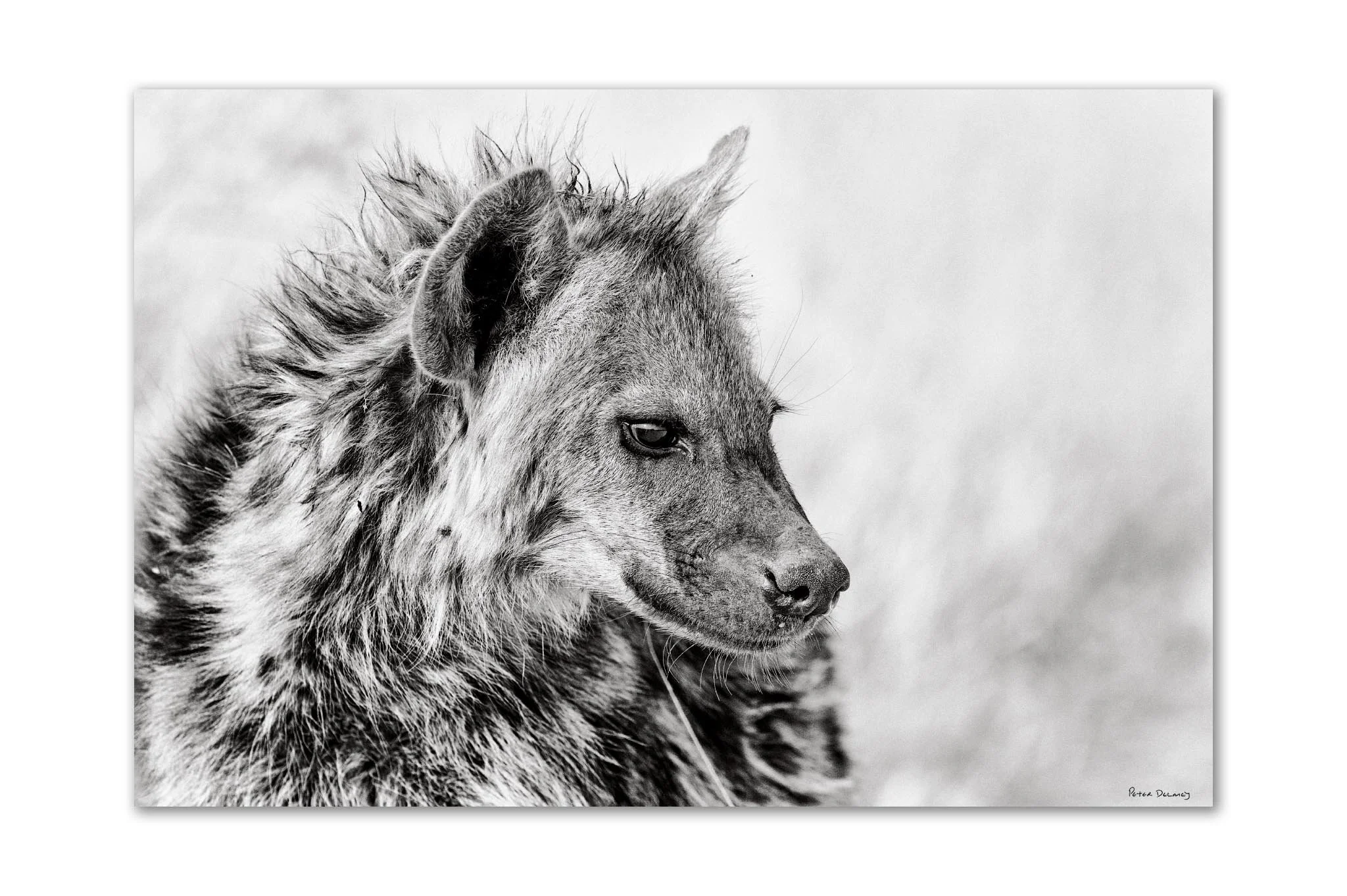 Young hyena with intense gaze, textured fur captured in black and white — wildlife art print by Peter Delaney
