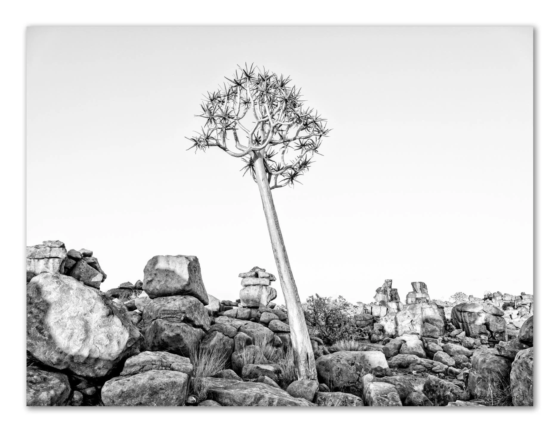 landscape wall art print of a quiver tree, giants playground , namibia