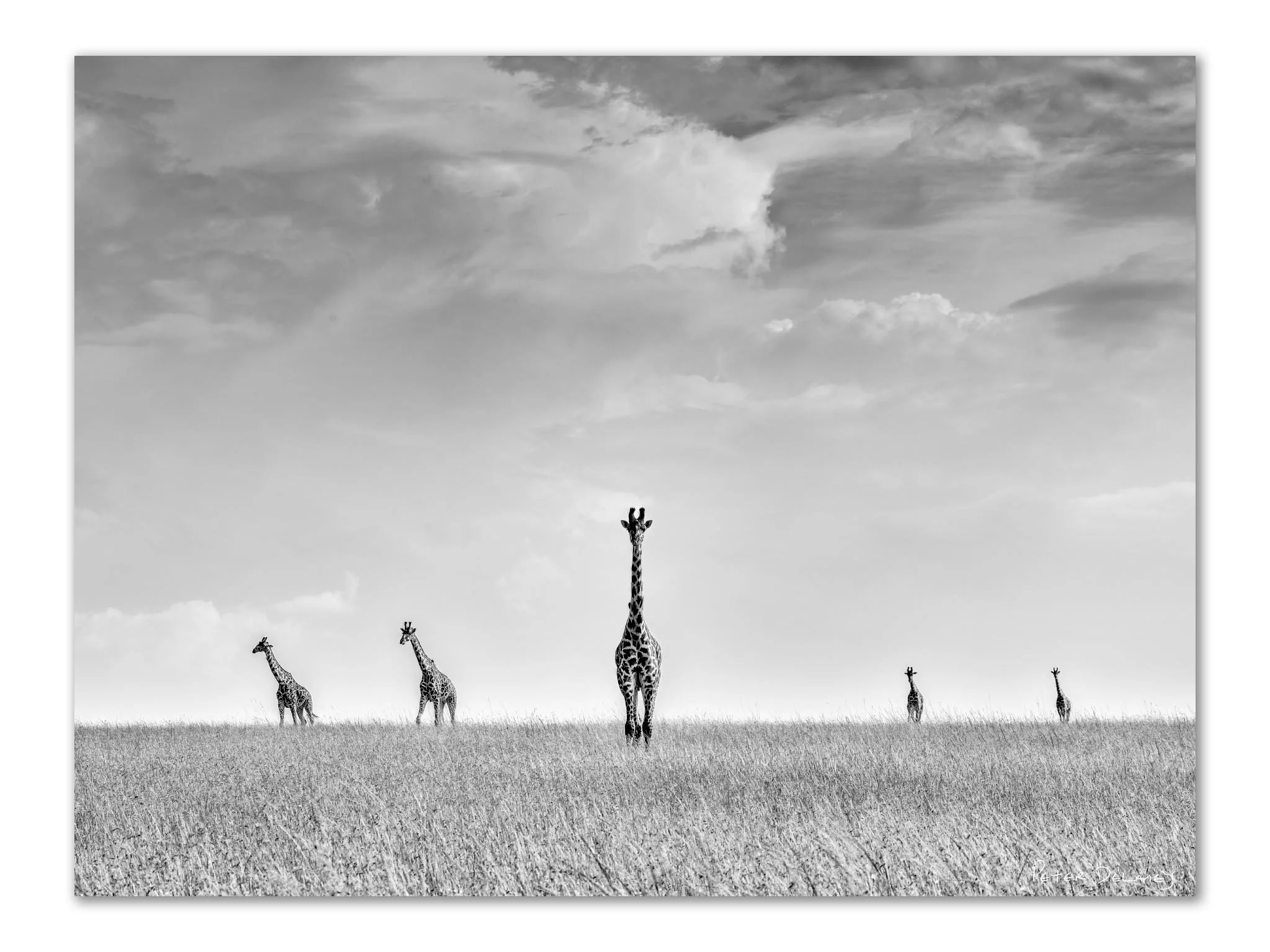 Serendipity Classic — black and white giraffe wildlife art print, Masai Mara, by Peter Delaney