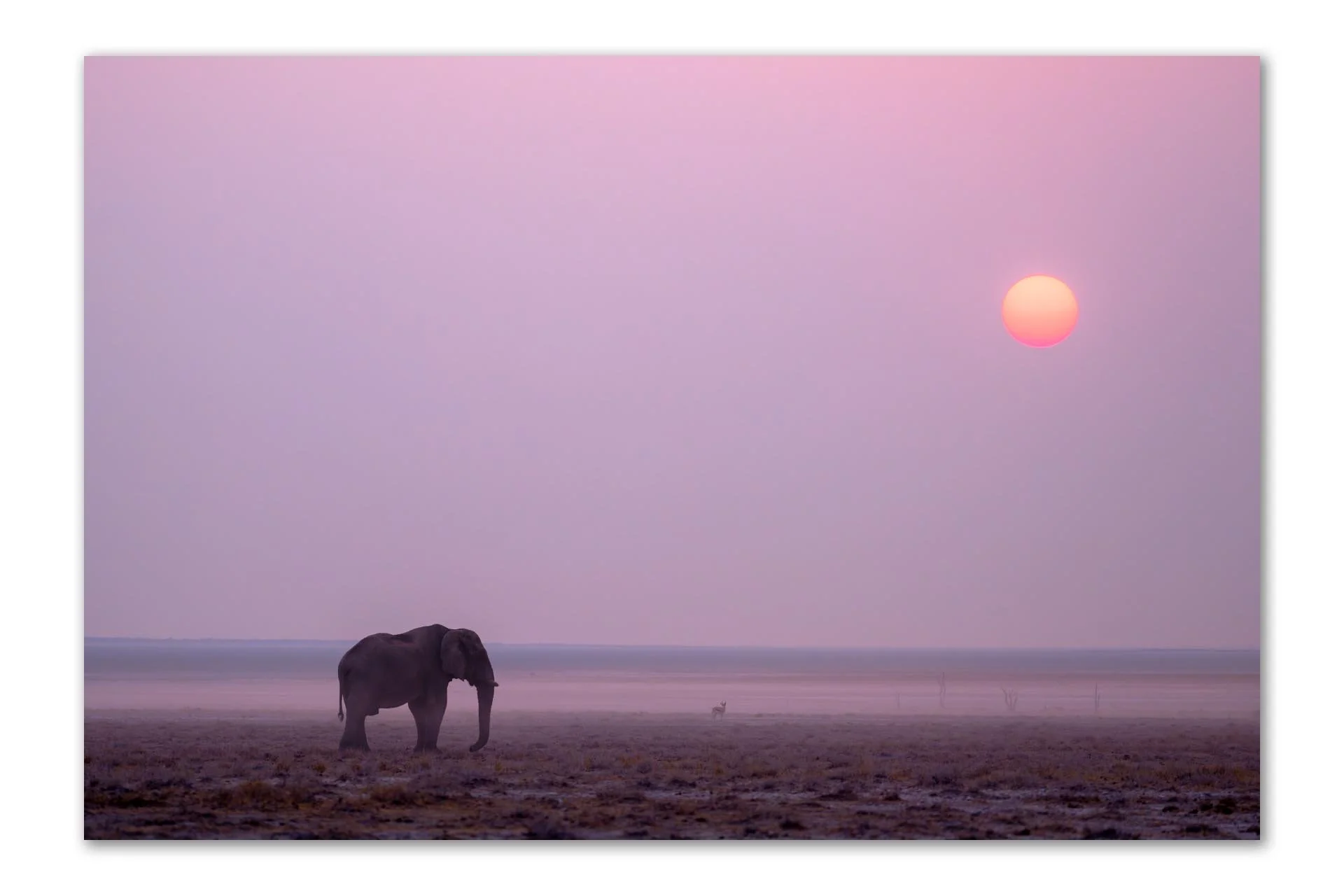 Elephant Velvia Sunset 2024 Final Version.jpg