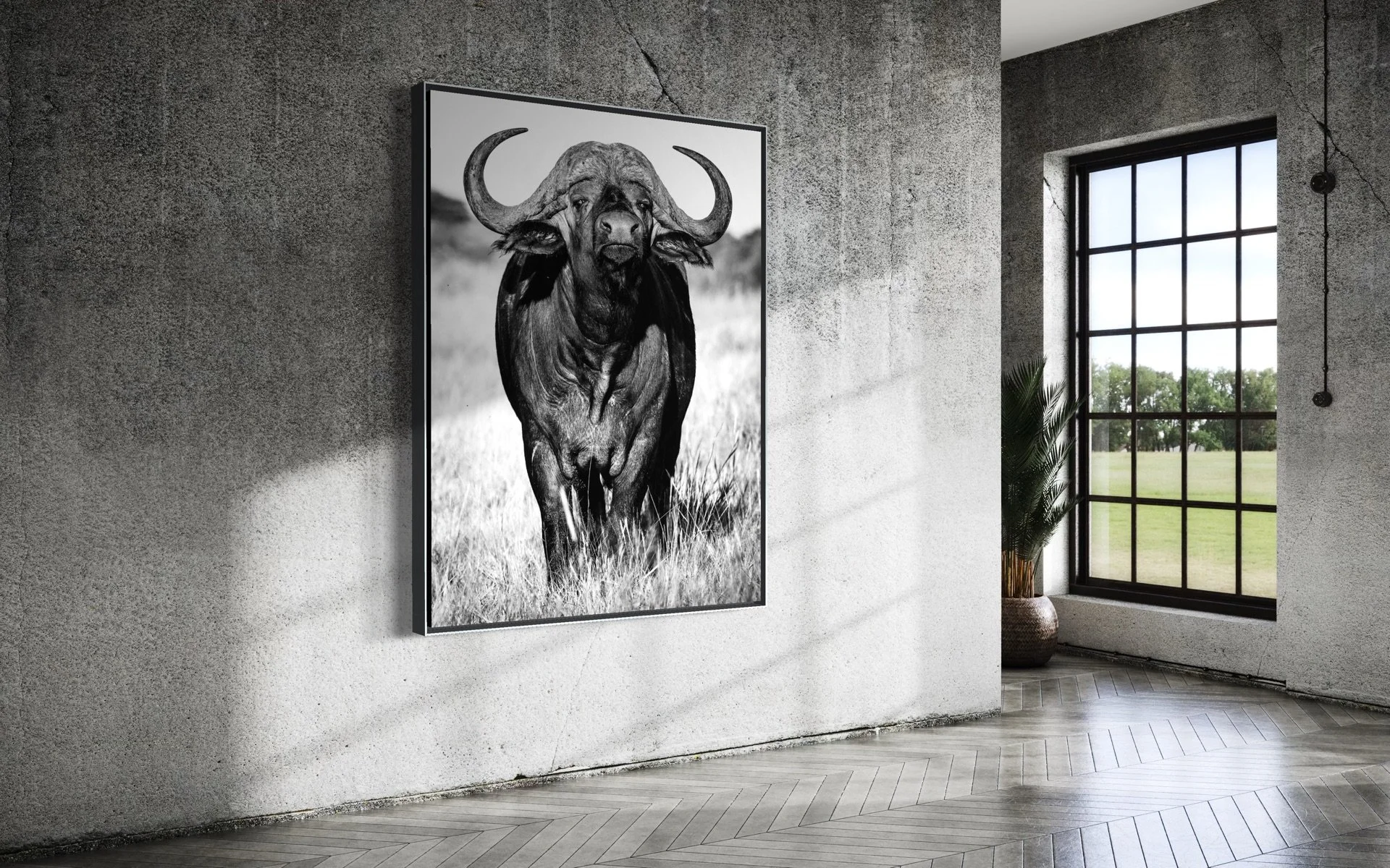 cape-buffalo-mokola-7.jpg