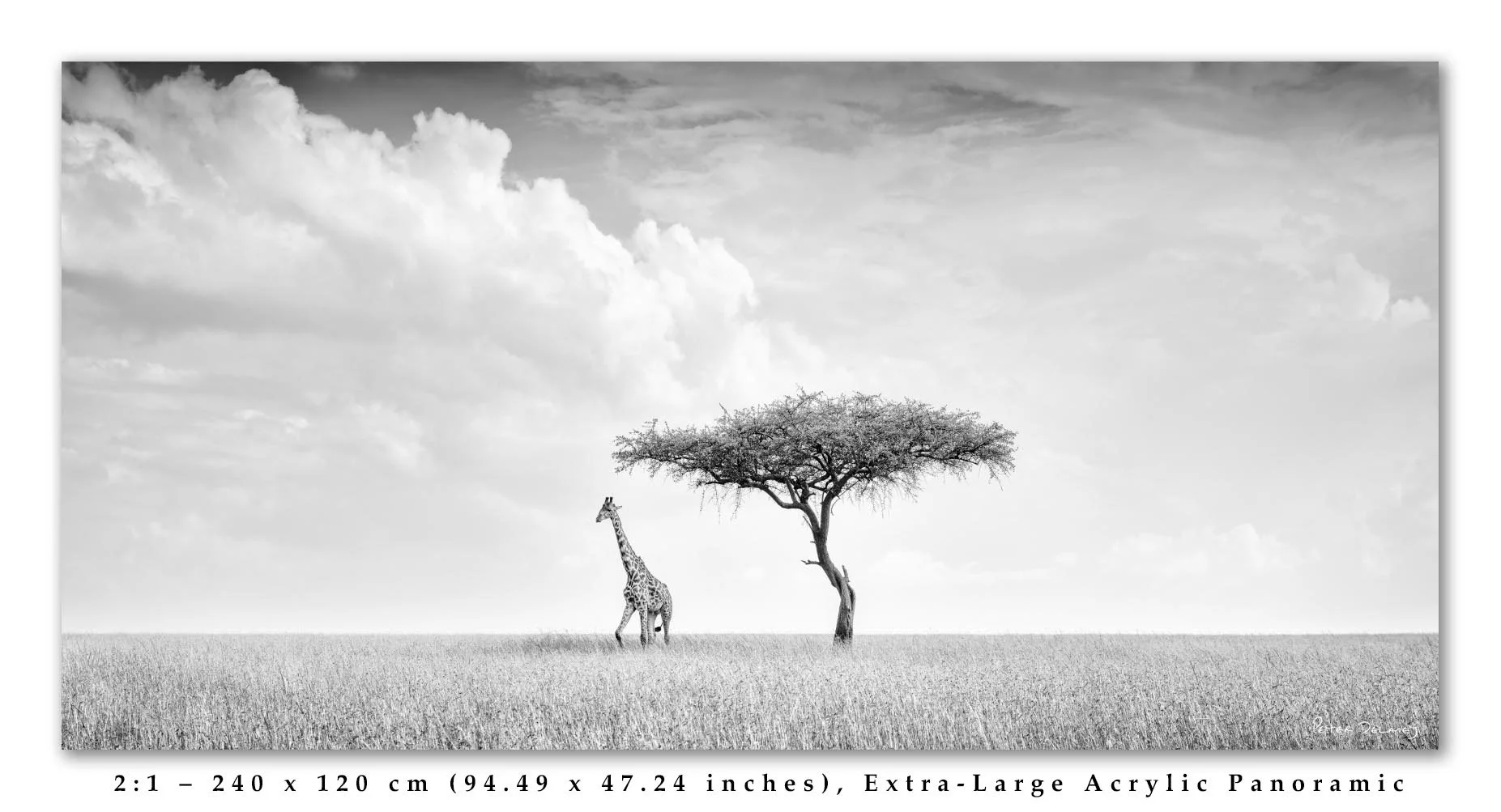 Camelopard-Jpurney-2-1-June-2025-text.jpg