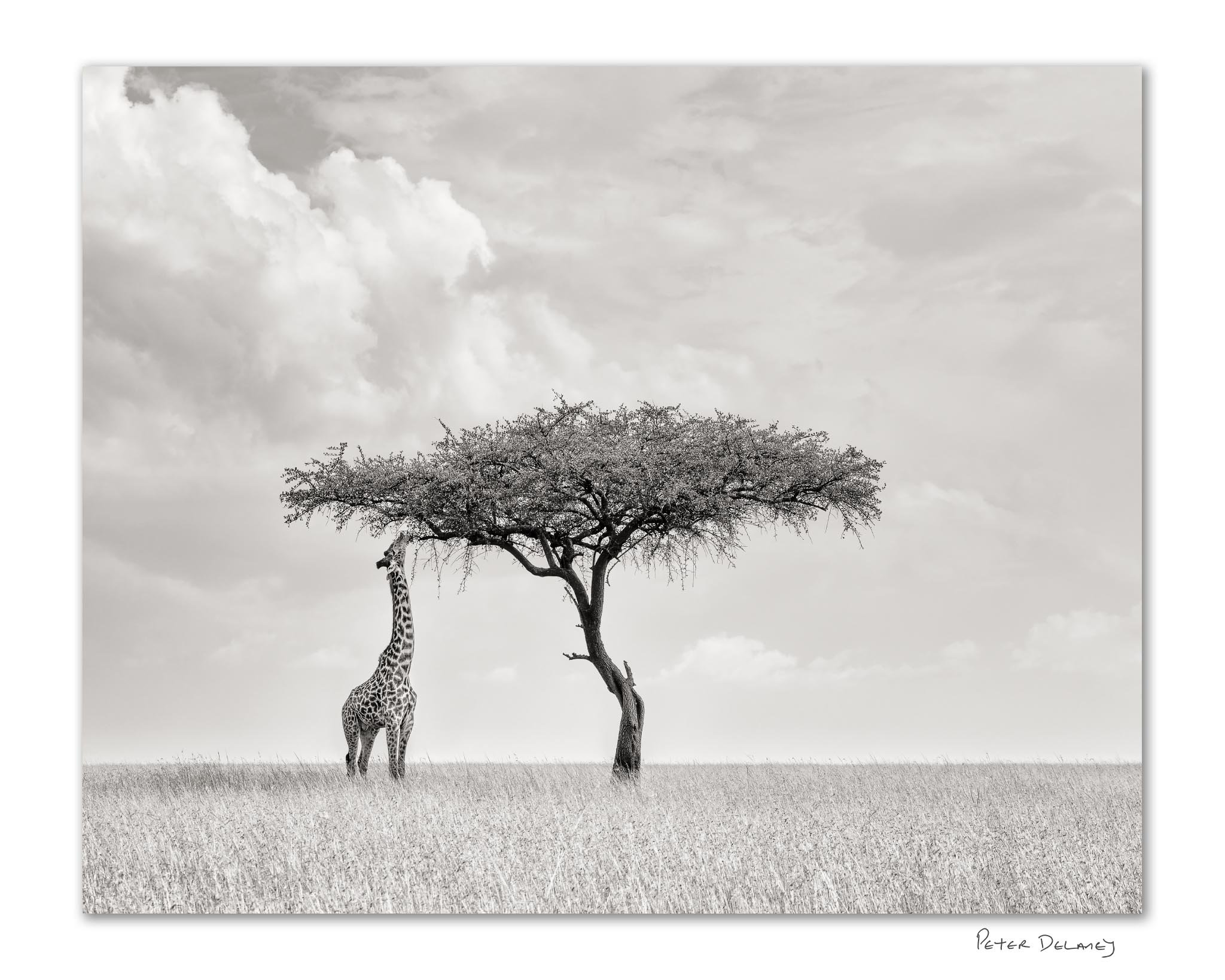 Camelopard | Mara Giraffe | Collector's Edition