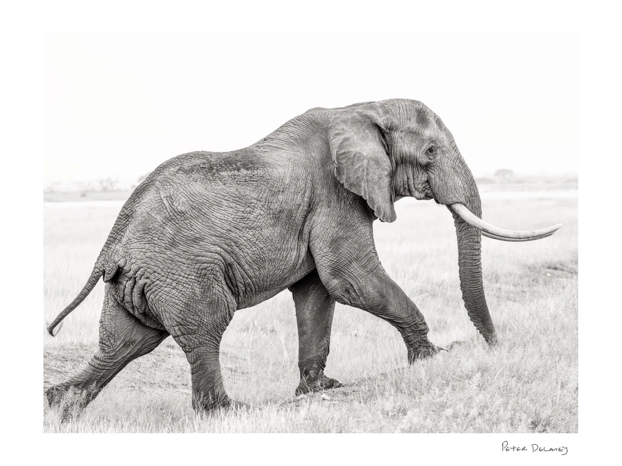 limited edition print in monochrome of young tusker, Amboseli , Kenya